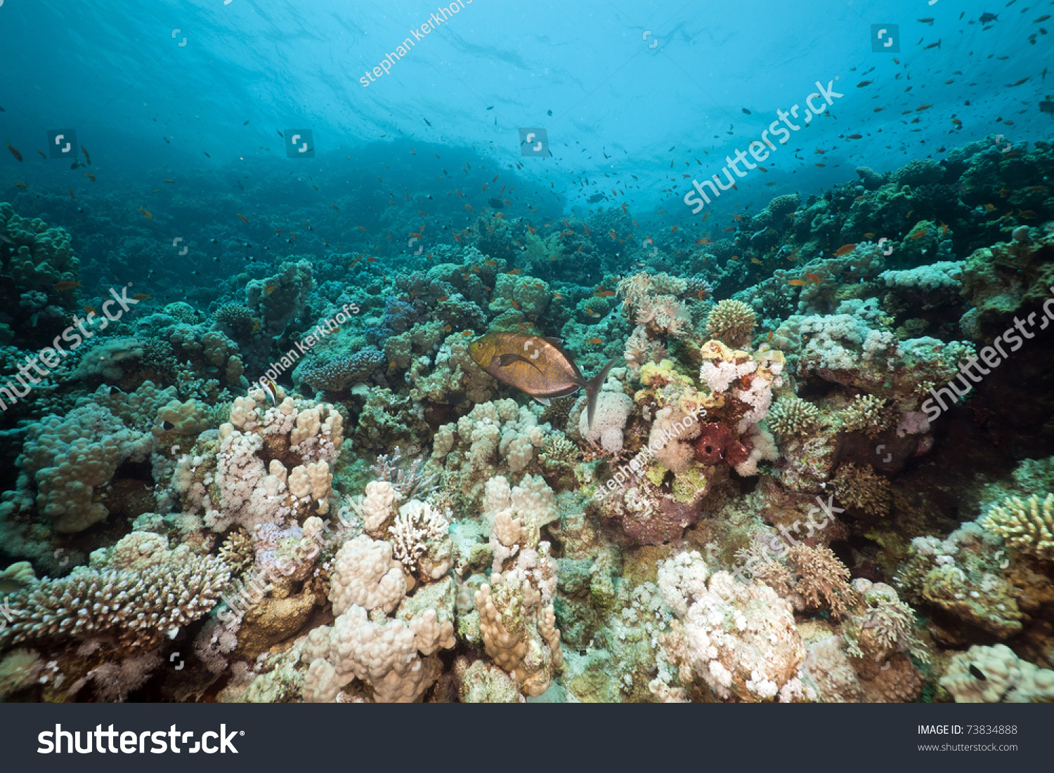 Underwater Scenery In The Red Sea. Stock Photo 73834888 : Shutterstock