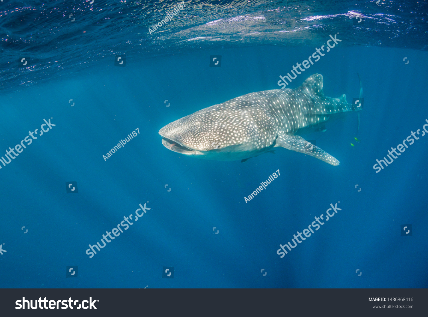 Underwater Shot Giant Whale Shark Swimming Stock Photo Edit Now