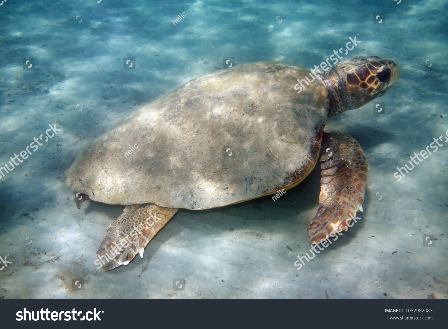 Underwater Shot Loggerhead Sea Turtle Caretta Stock Photo 1082982083 ...