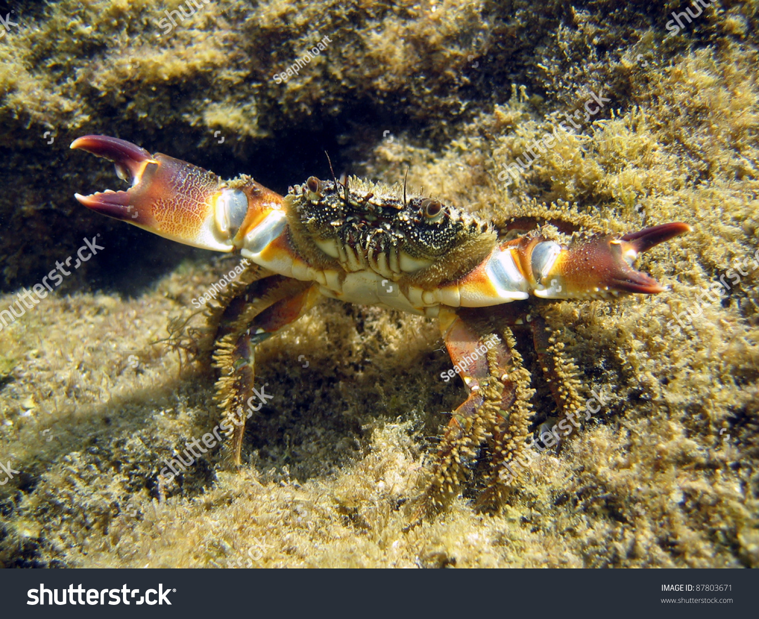 Underwater View Of Warty Crab, Eriphia Verrucosa, On Defensive Position ...