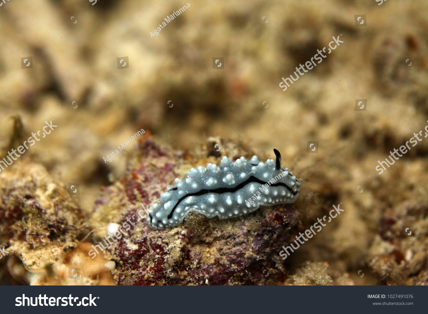 Underwater World Macro Black White Nudie Stock Photo 1027491076 ...