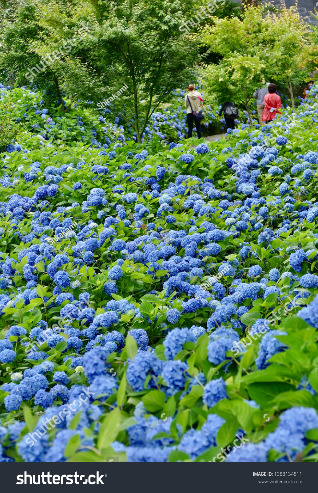 Unshouji Temple Ajisai Temple Akita Prefecture Stock Photo Edit Now