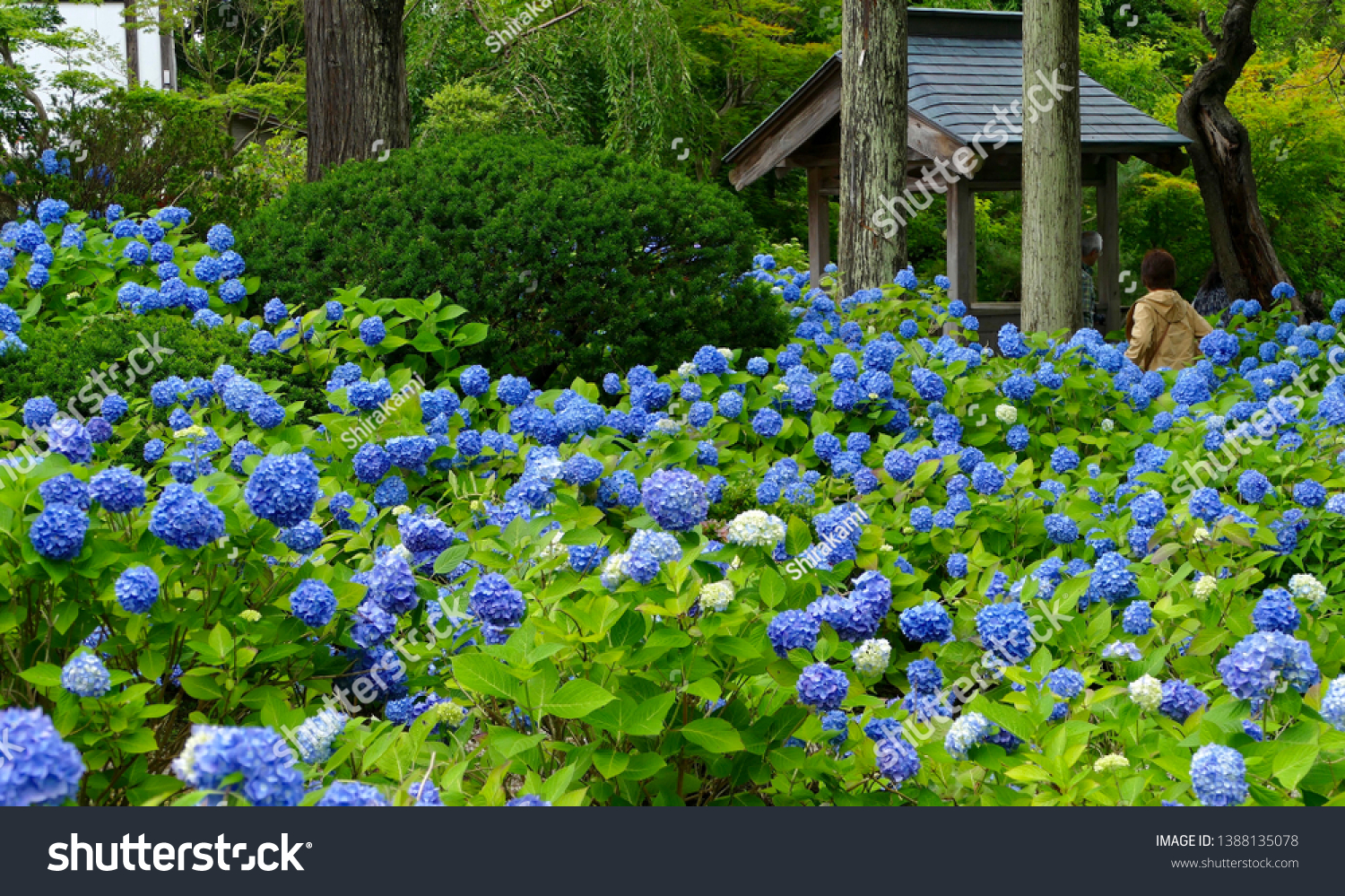 Unshouji Temple Ajisai Temple Akita Prefecture Stock Photo Edit Now