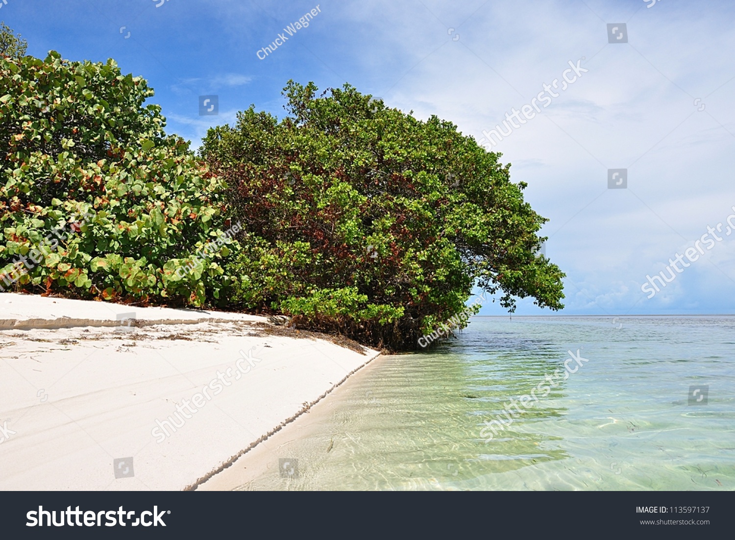 Unspoiled White Natural Beach With Mangrove And Sea Grape Trees On ...