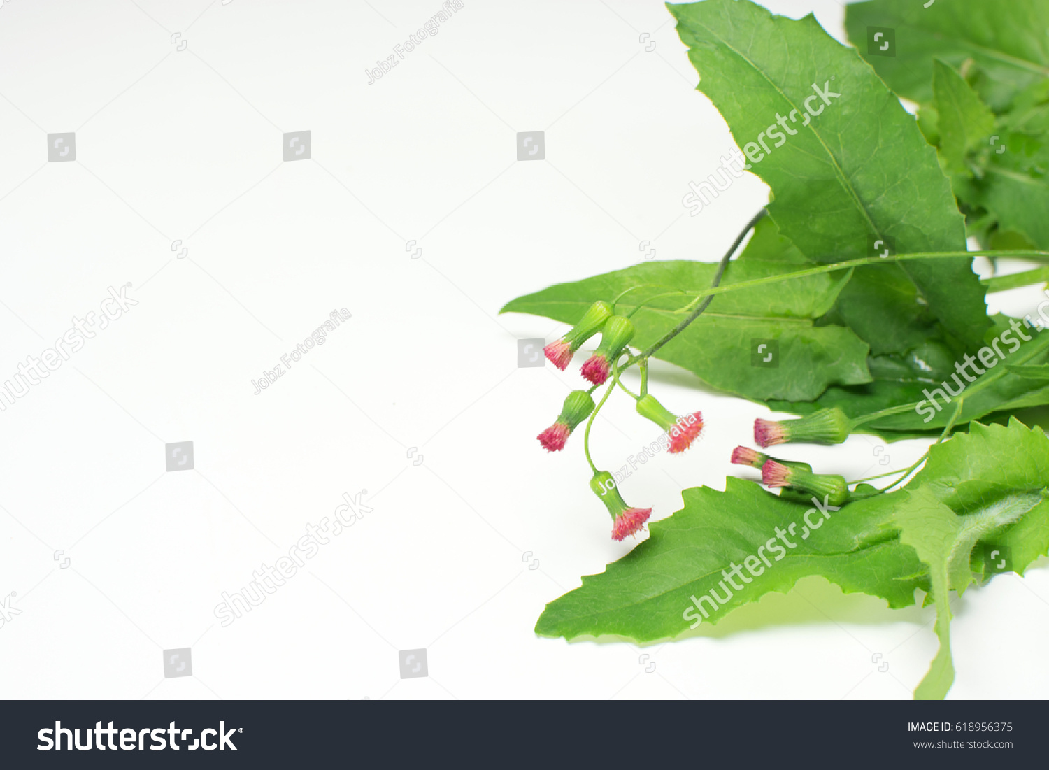 Unusual Edible Plant Florida Tassel Flower Stock Photo Edit Now 618956375