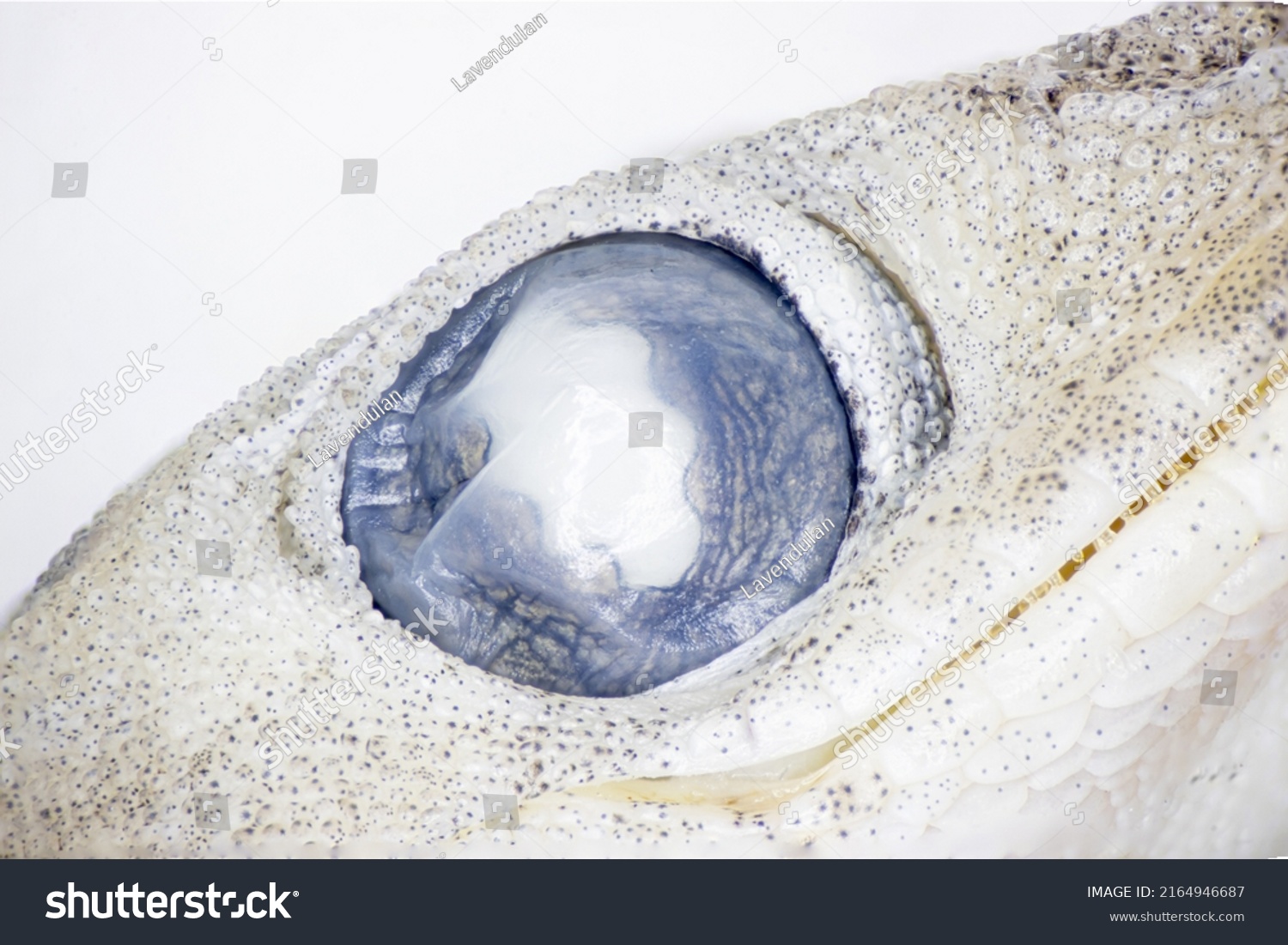 Close Pupil Asian House Gecko Hemidactylus Stock Photo 2164946687 ...