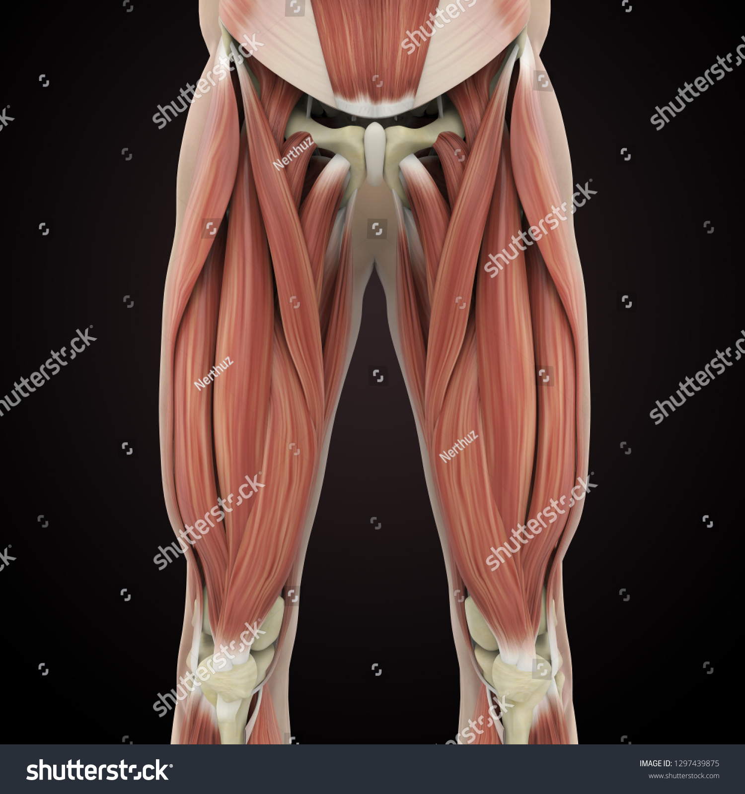 Upper Legs Muscles Anatomy 3d Rendering Stock Illustration 1297439875