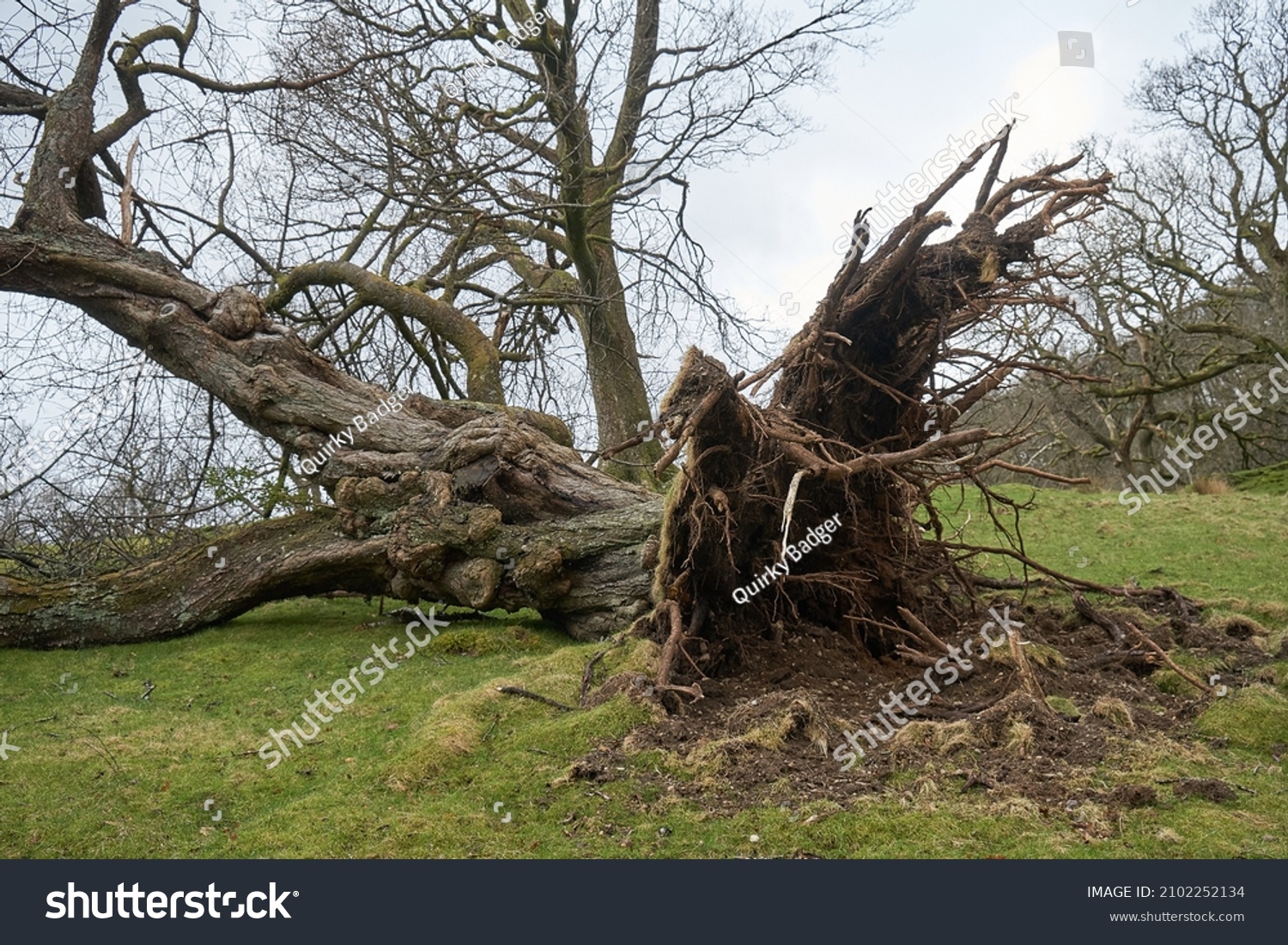 2,657 Old uprooting Images, Stock Photos & Vectors | Shutterstock