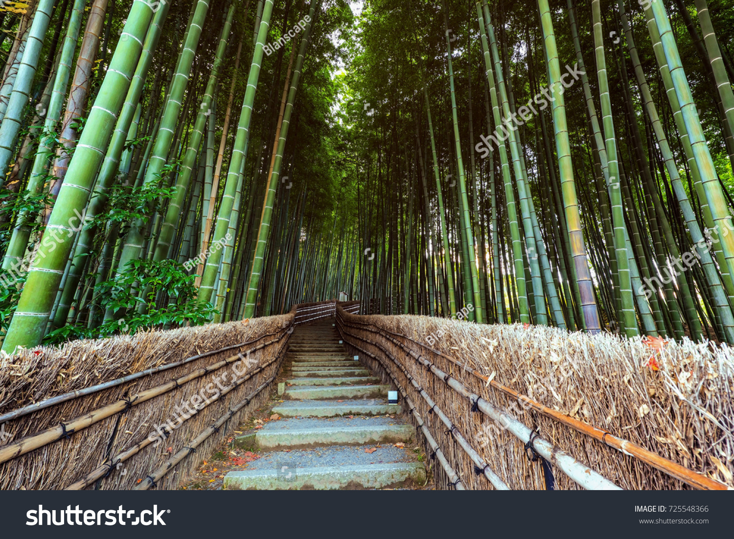 Upstairs Path Bamboo Forest Adashino Nenbutsuji Stock Photo Edit Now