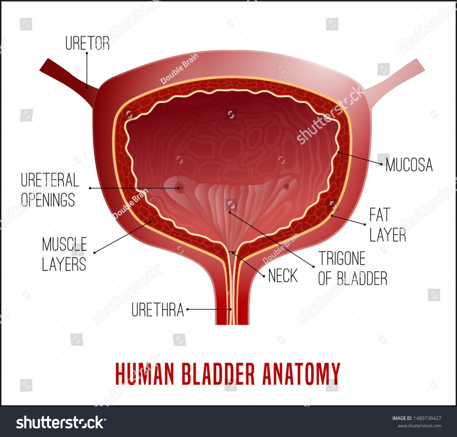 487 Bladder neck Images, Stock Photos & Vectors | Shutterstock