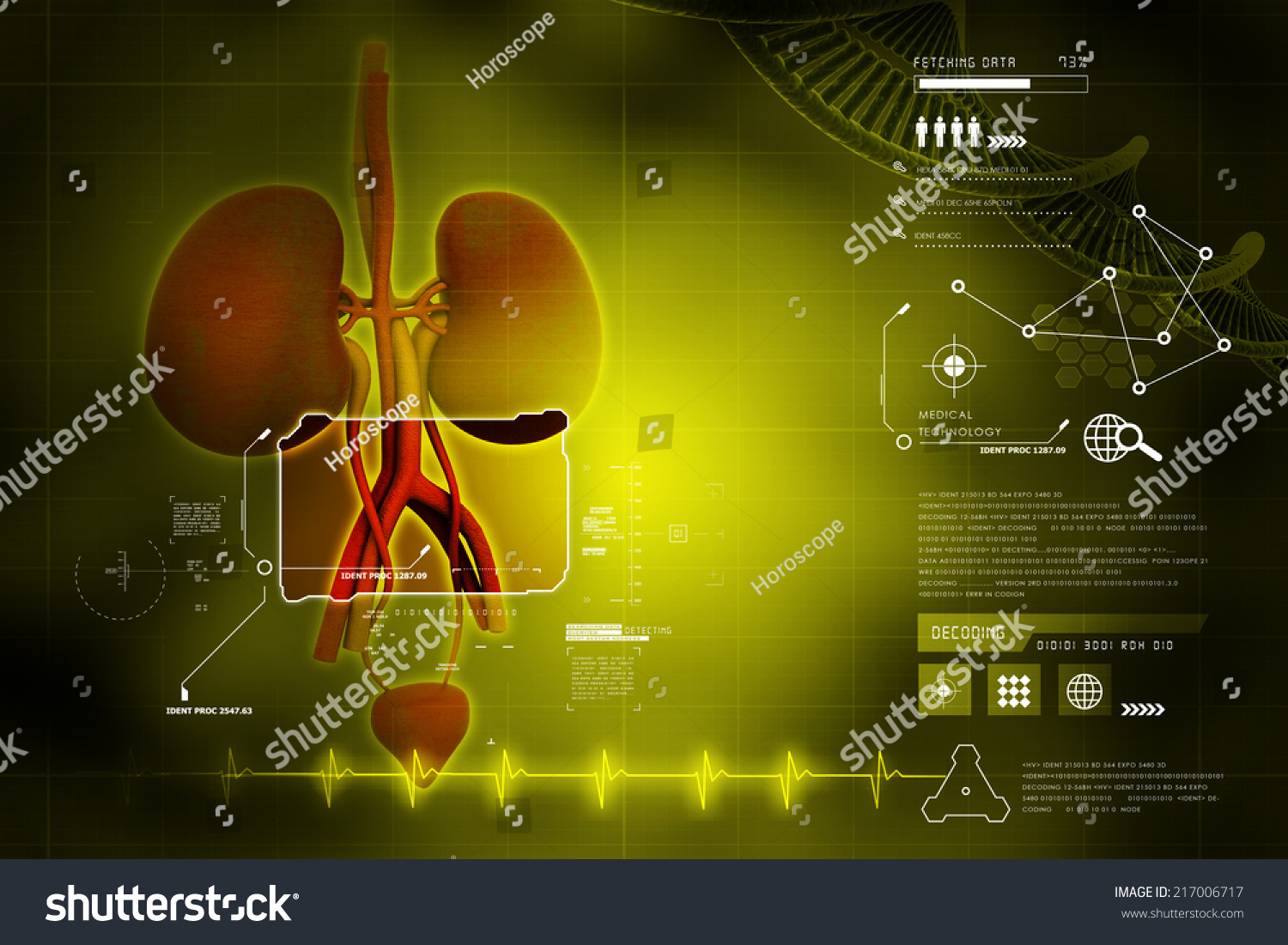 Urinary System Stock Illustration Shutterstock