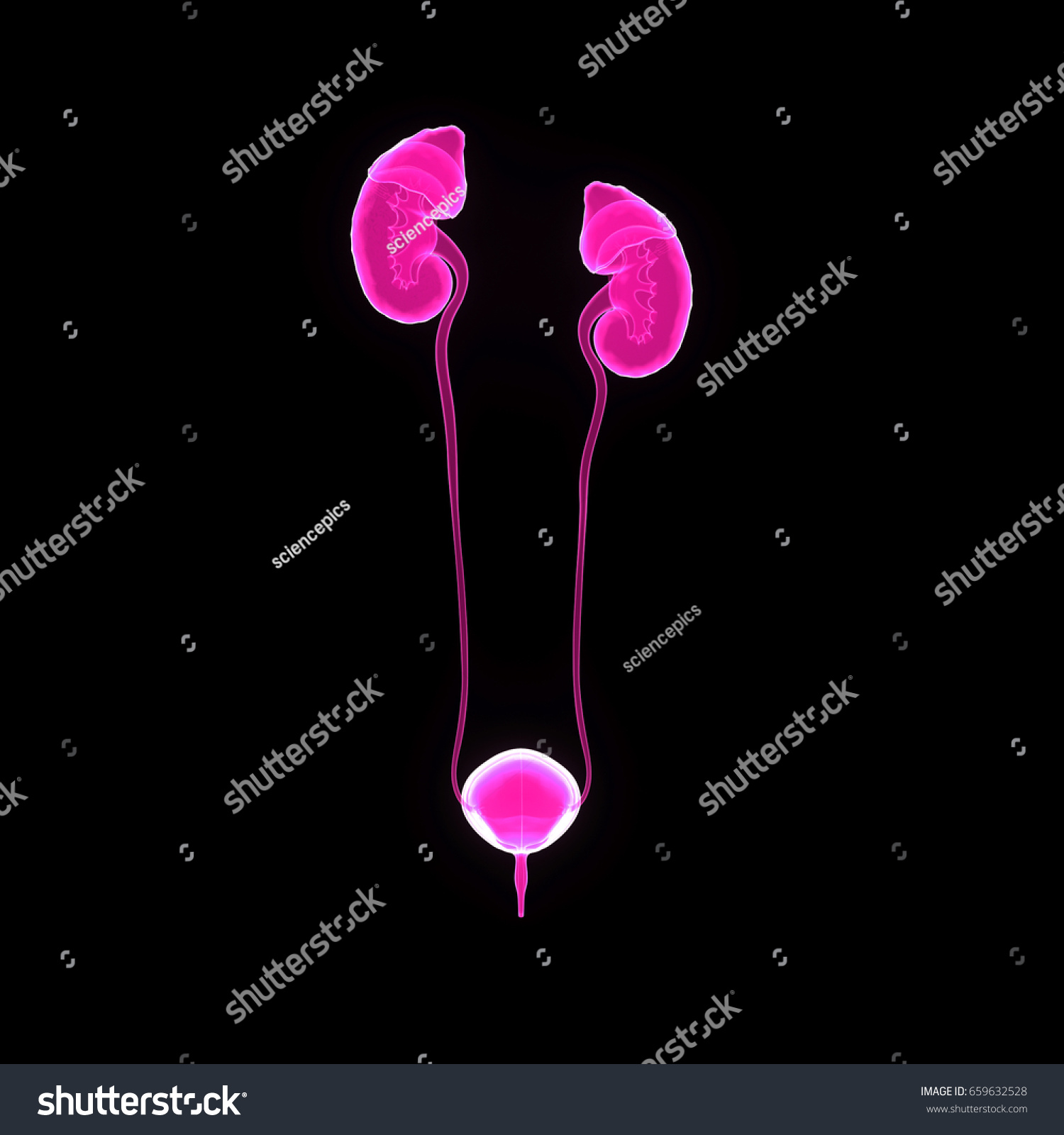 Urinary System Posterior View D Illustration Stock Illustration Shutterstock