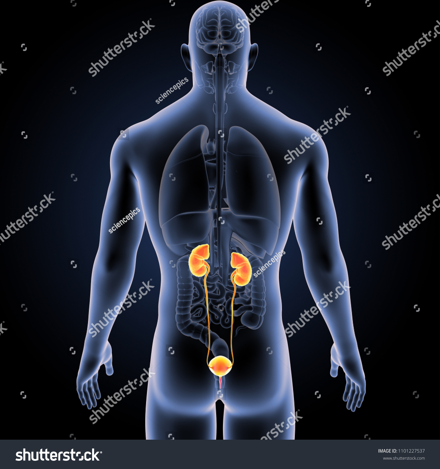 Urinary System Organs Posterior View D Stock Illustration Shutterstock