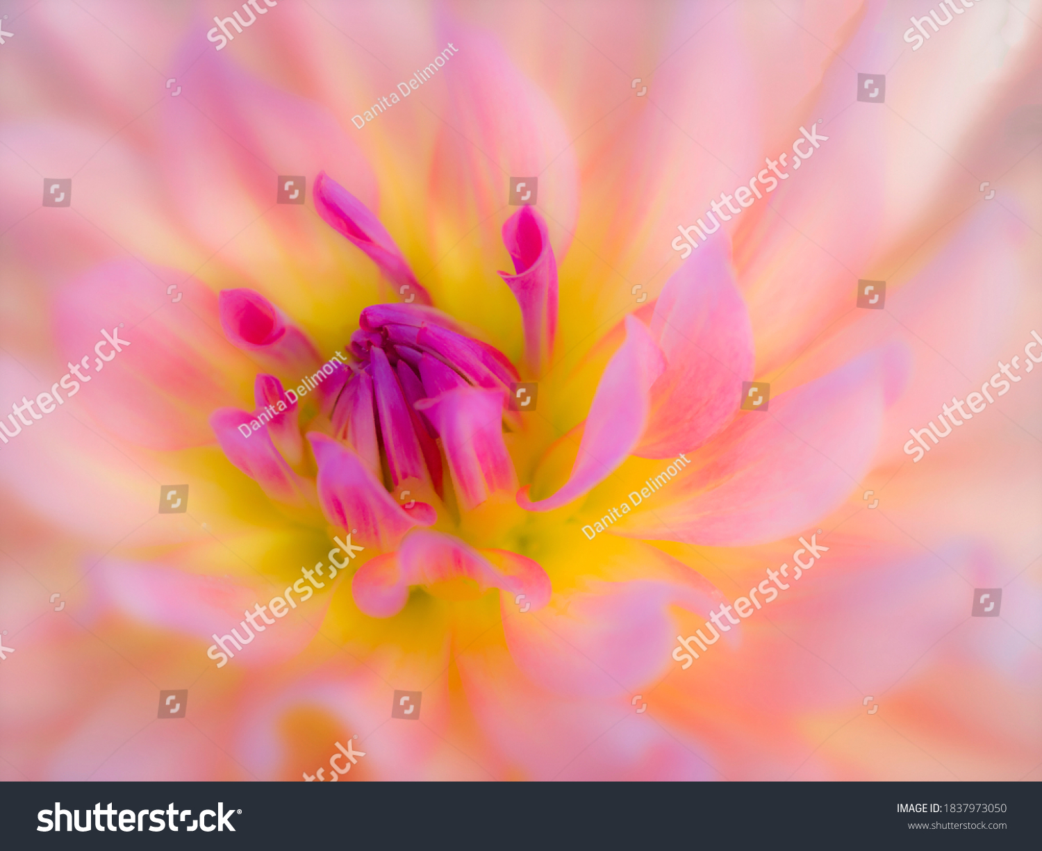 8 Dreamcatcher dahlia Images, Stock Photos & Vectors | Shutterstock