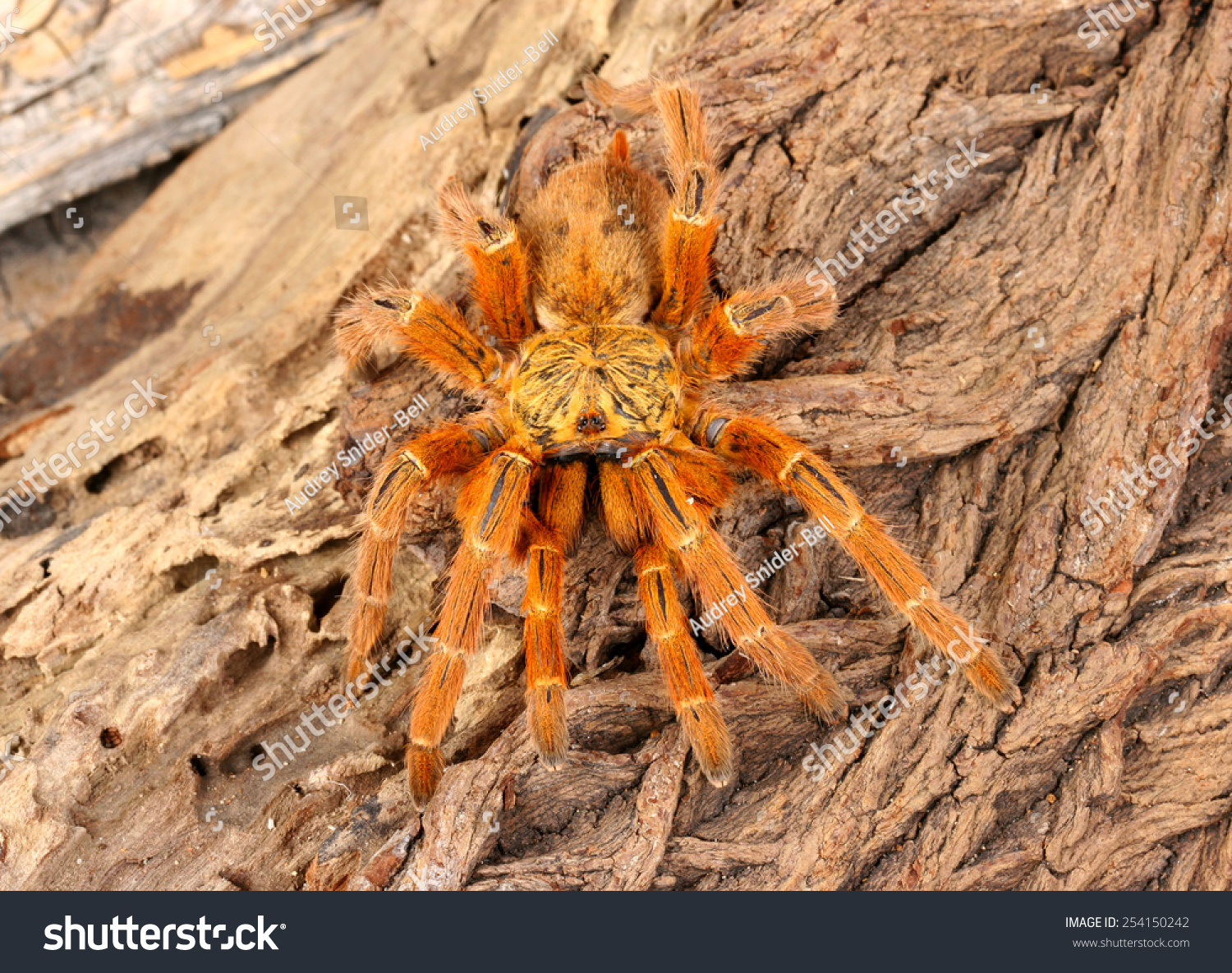 Usambara Orange Baboon Tarantula Pterinochus Murinus Stock Photo ...