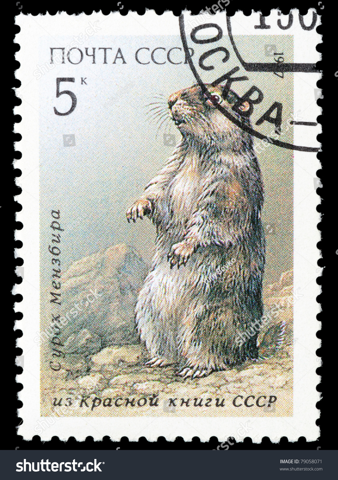 Ussr - Circa 1987: The Stamp Printed In Ussr Shows A Marmot, Circa 1987 ...