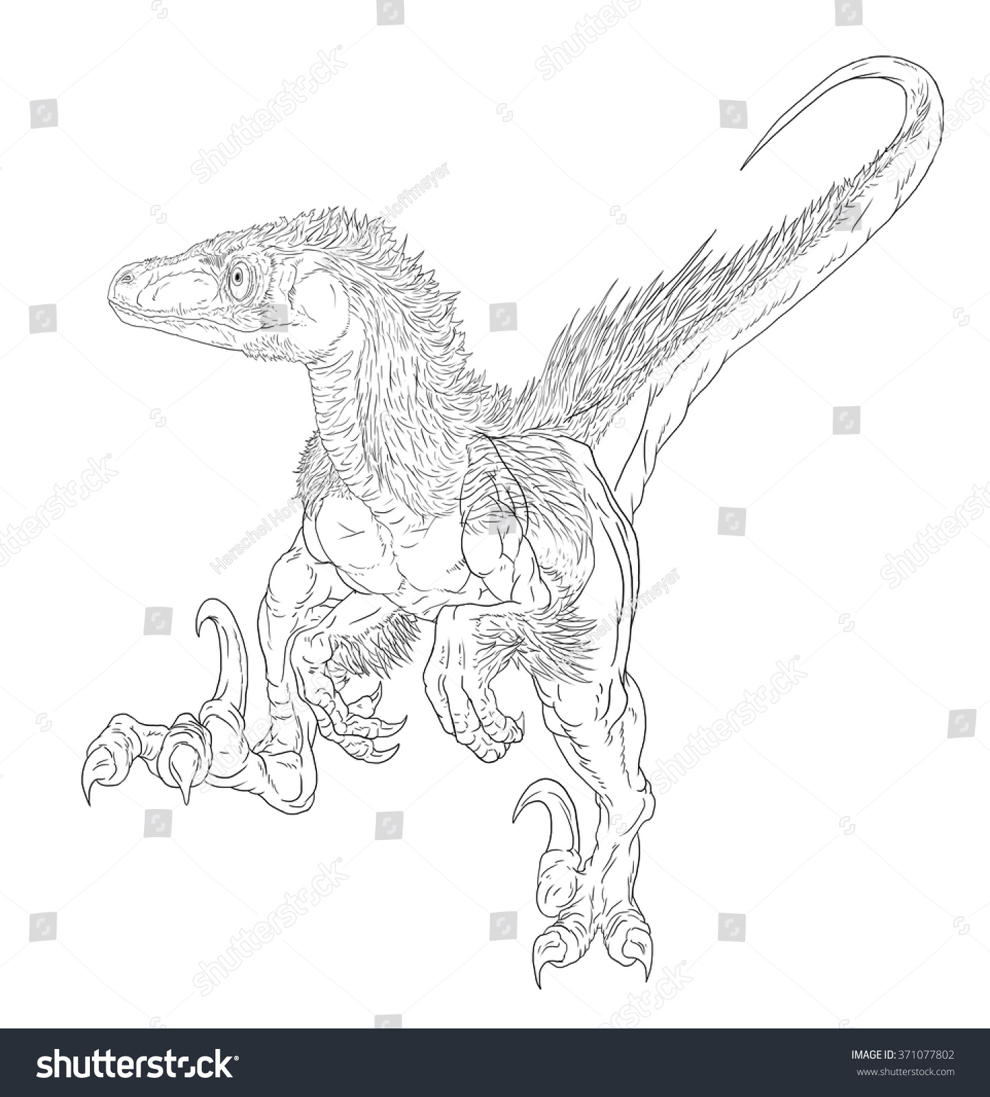 Utahraptor Line Drawing Coloring Books Stock Illustration 371077802 ...