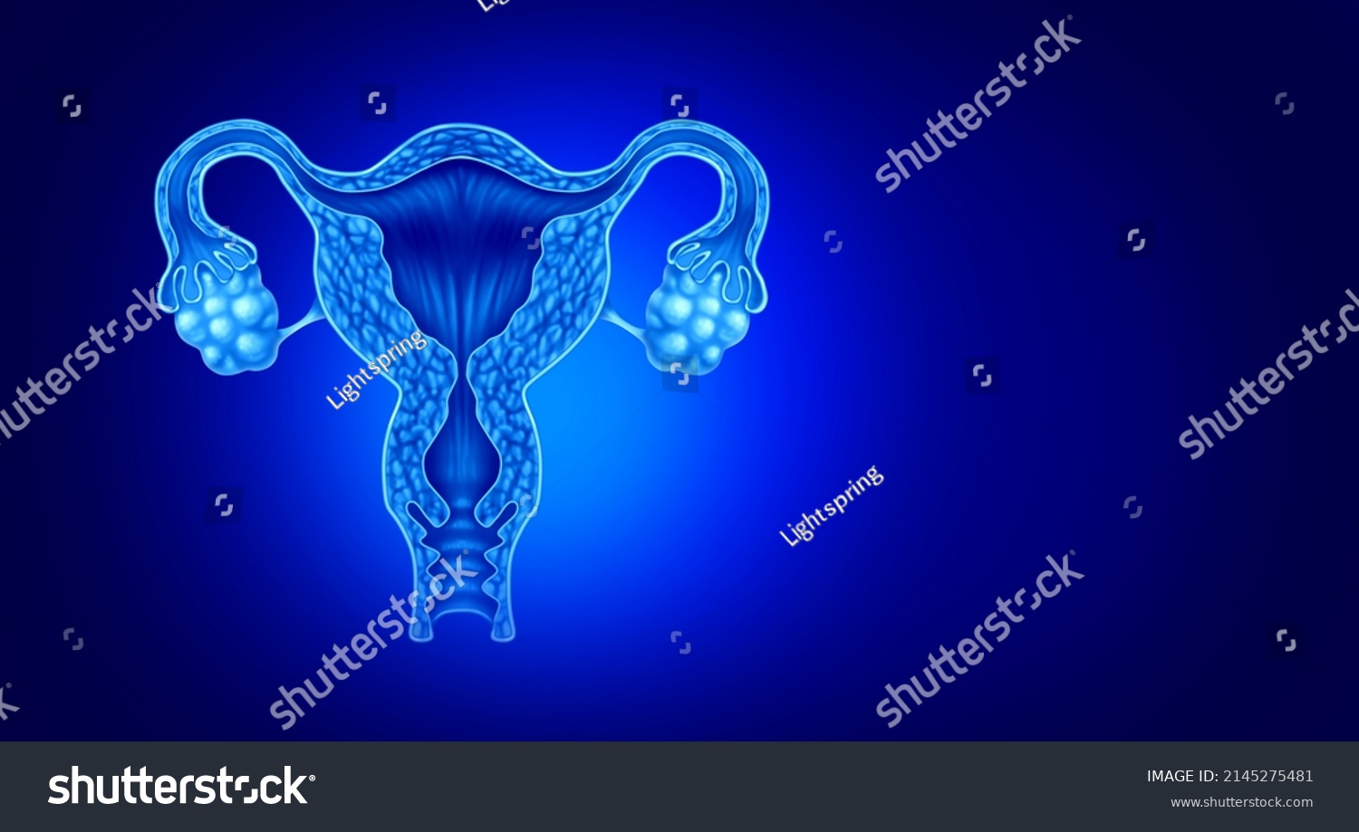 Uterus Ovaries Anatomy Concept Female Fertility Stock Illustration ...