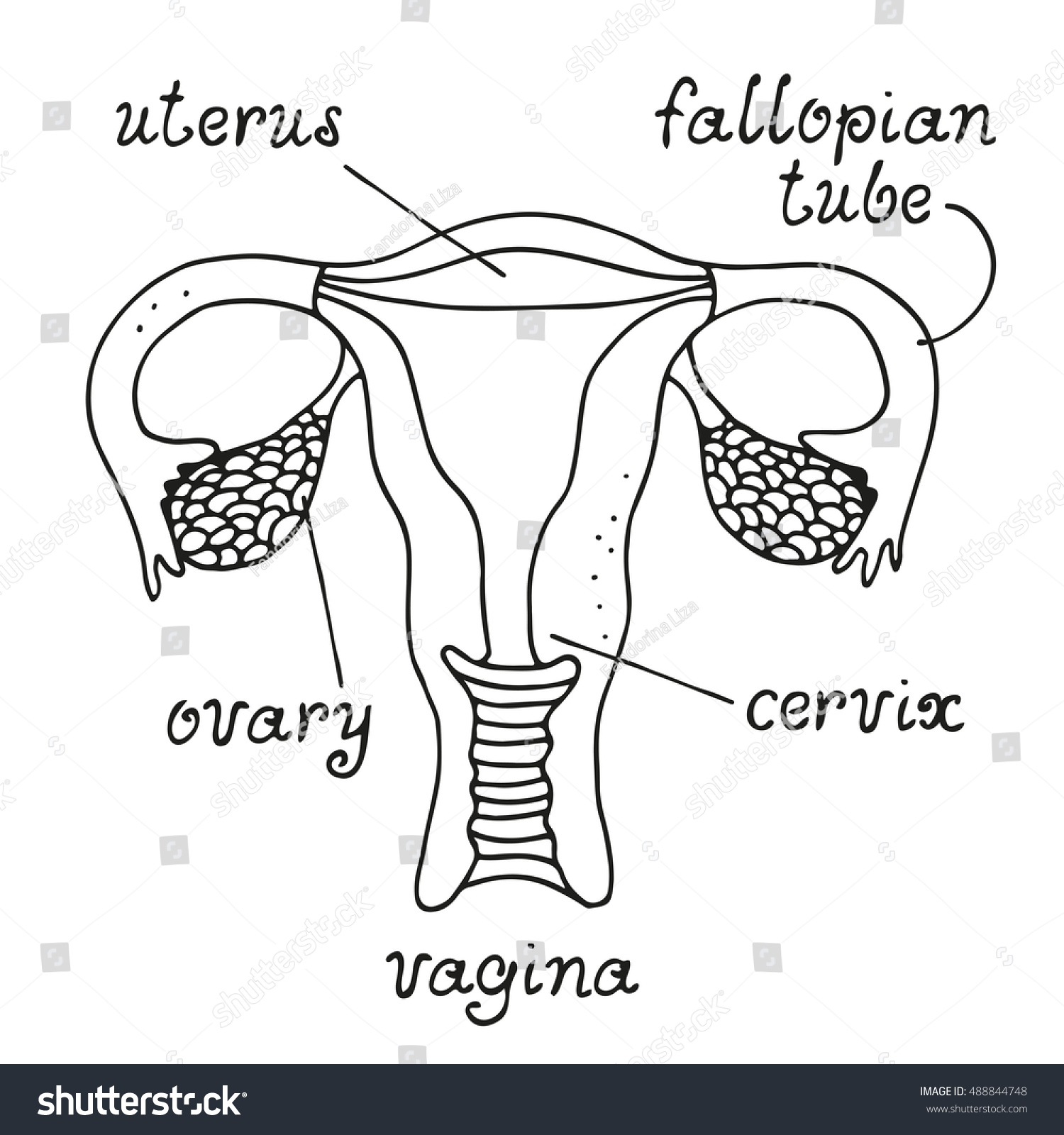 Ilustrasi Stok Uterus Ovaries Anatomy Female Reproductive System