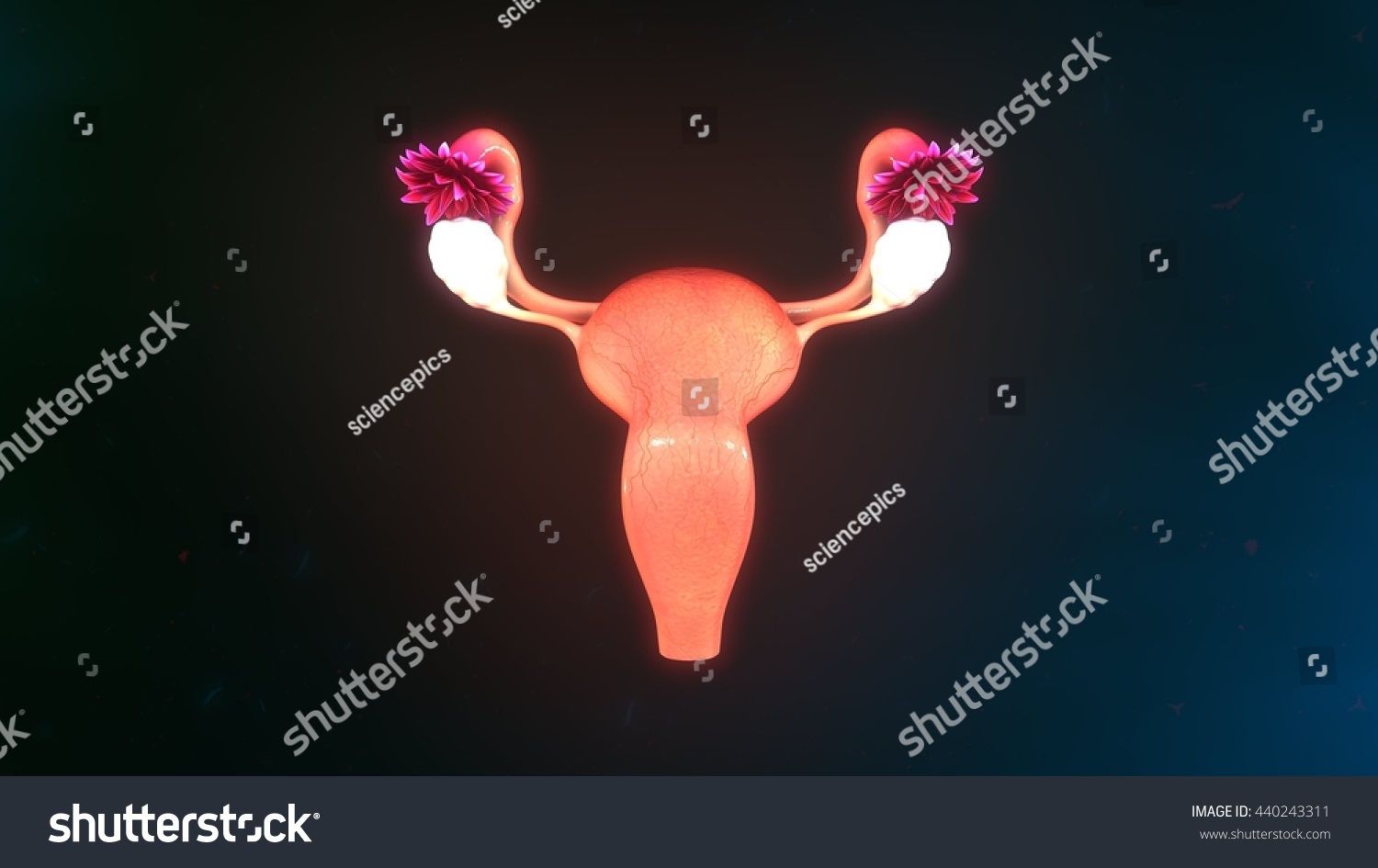 Uterus 3d Illustration - 440243311 : Shutterstock