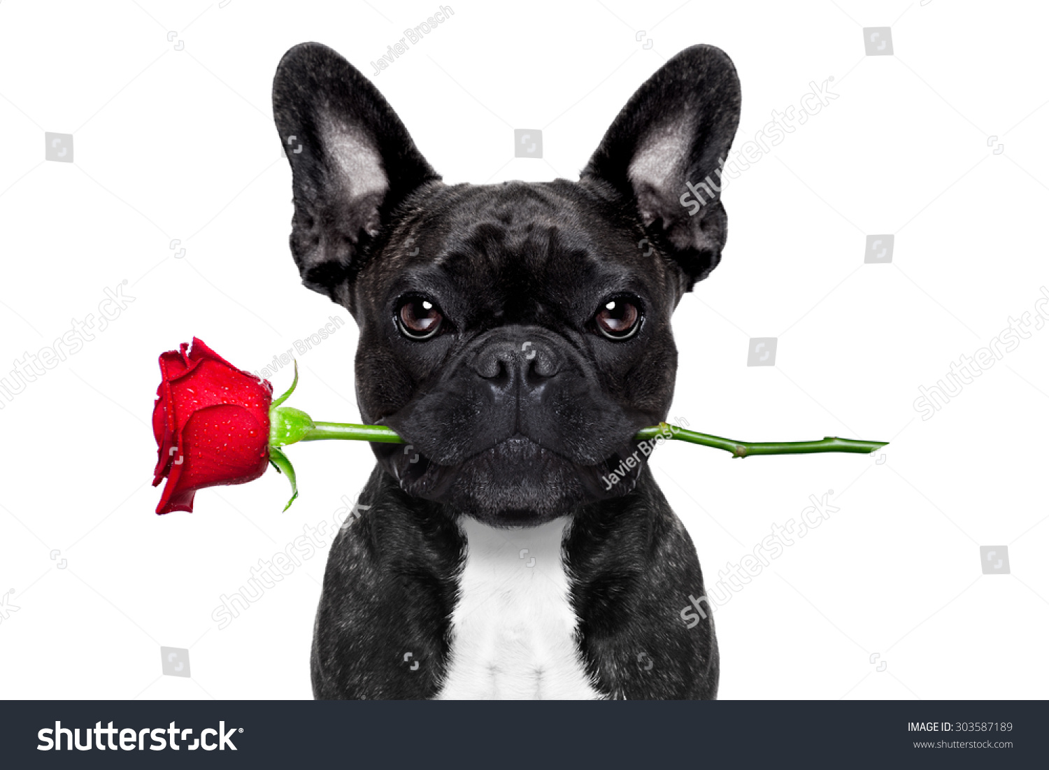 Valentines French Bulldog Dog In Love Holding A Rose With Mouth ...