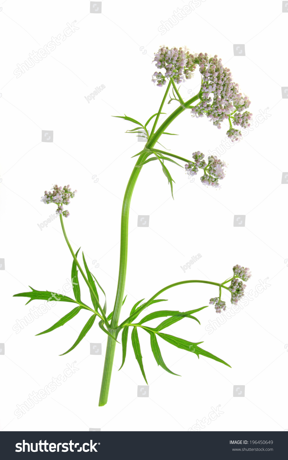 Valerian (Valeriana Officinalis) Flowering Plant Isolated In Front Of ...