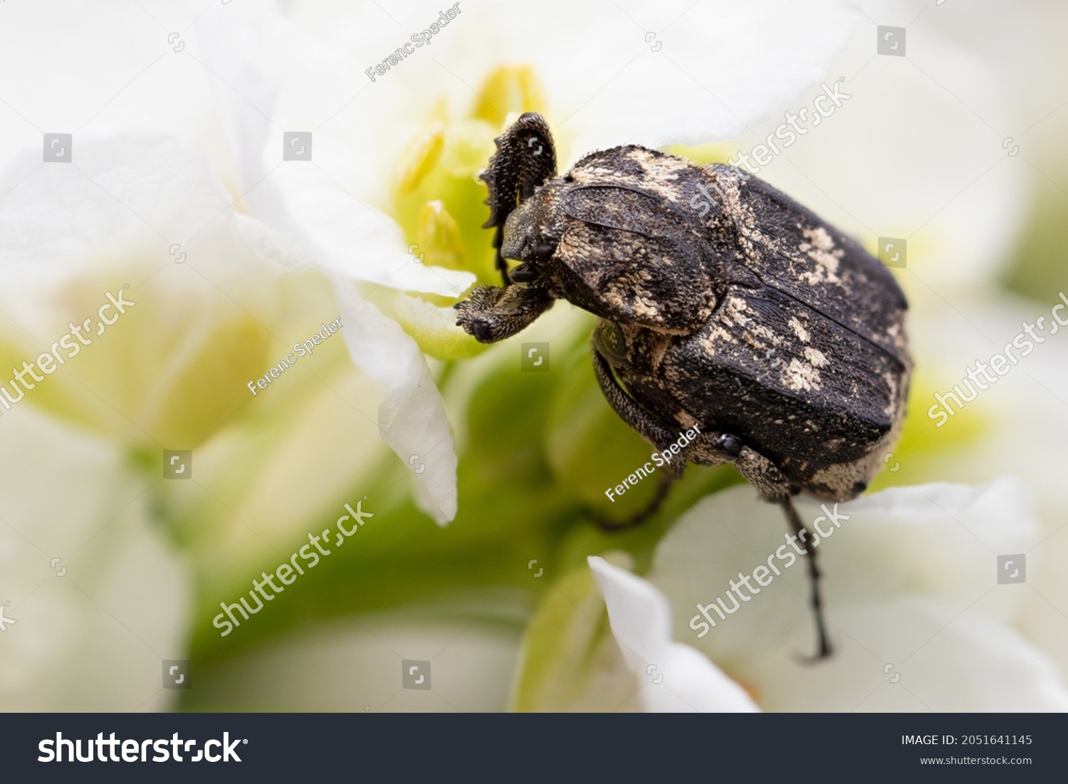 Valgus Hemipterus Scarab Beetle On Horseradish Stock Photo 2051641145 ...