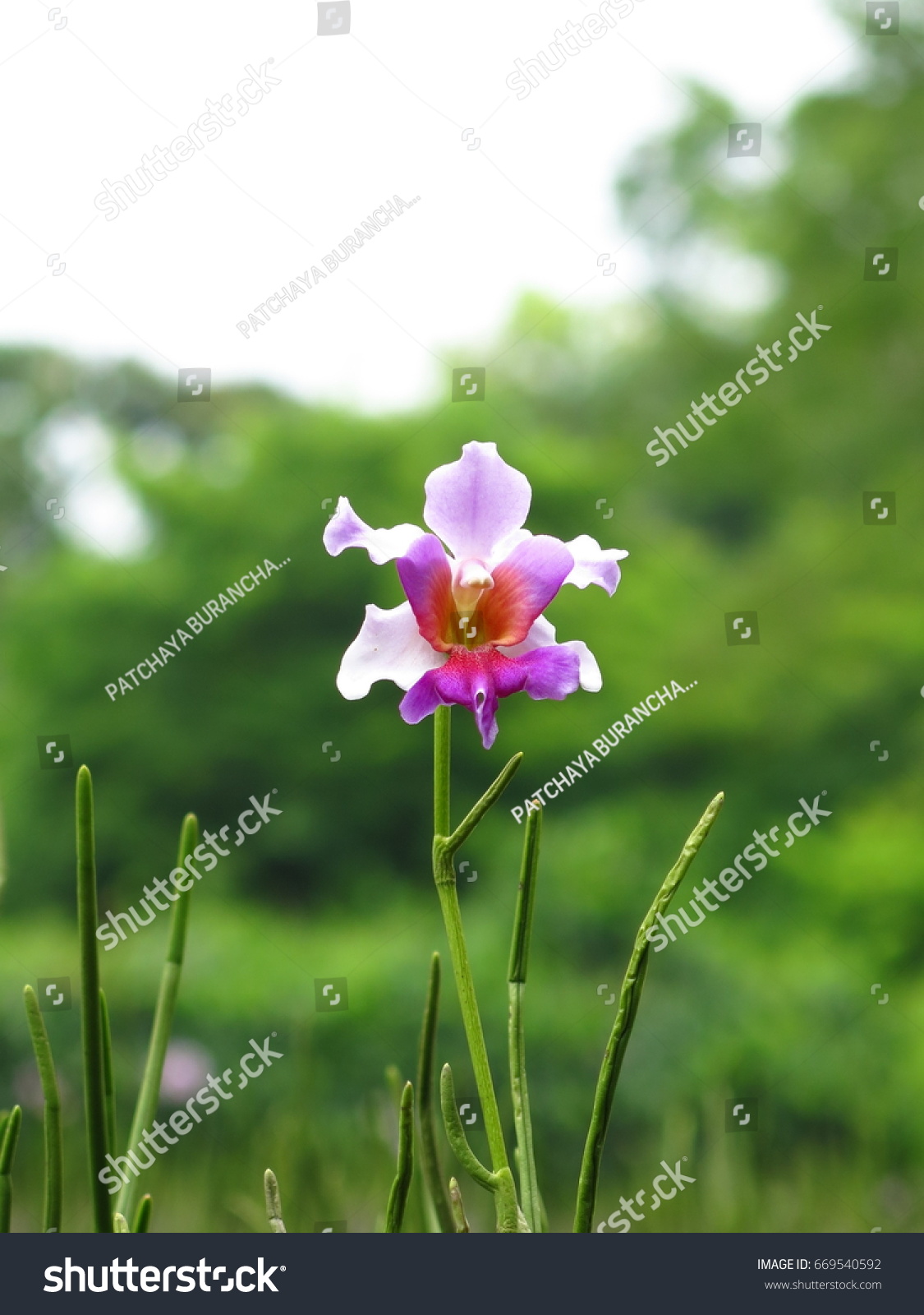 National flower of singapore
