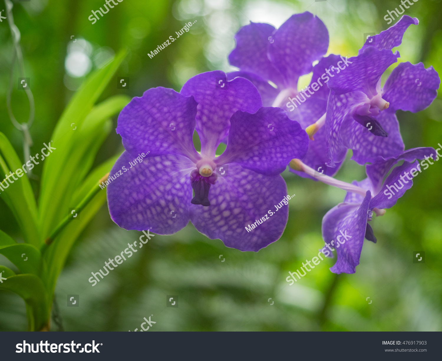 Vanda Rothschildiana Primary Hybrid Vanda Coerulea Stock Photo (Edit ...