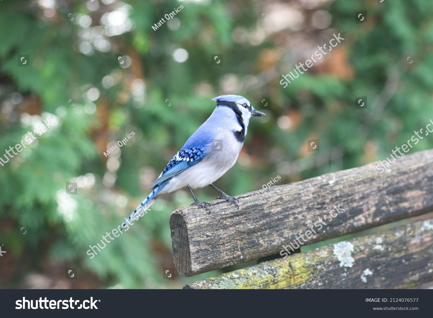 Various Birds Southern Ontario Canada Stock Photo (Edit Now) 2124076577