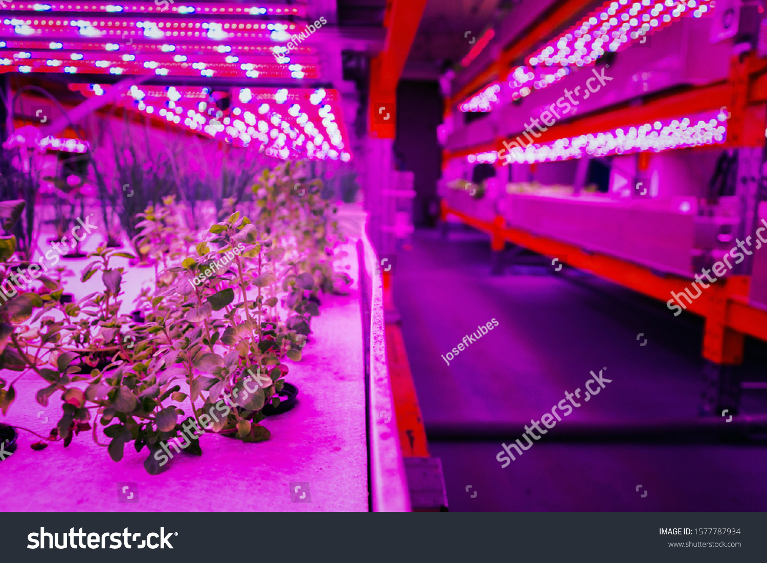 14,945 Hydroponic systems Stock Photos, Images & Photography | Shutterstock