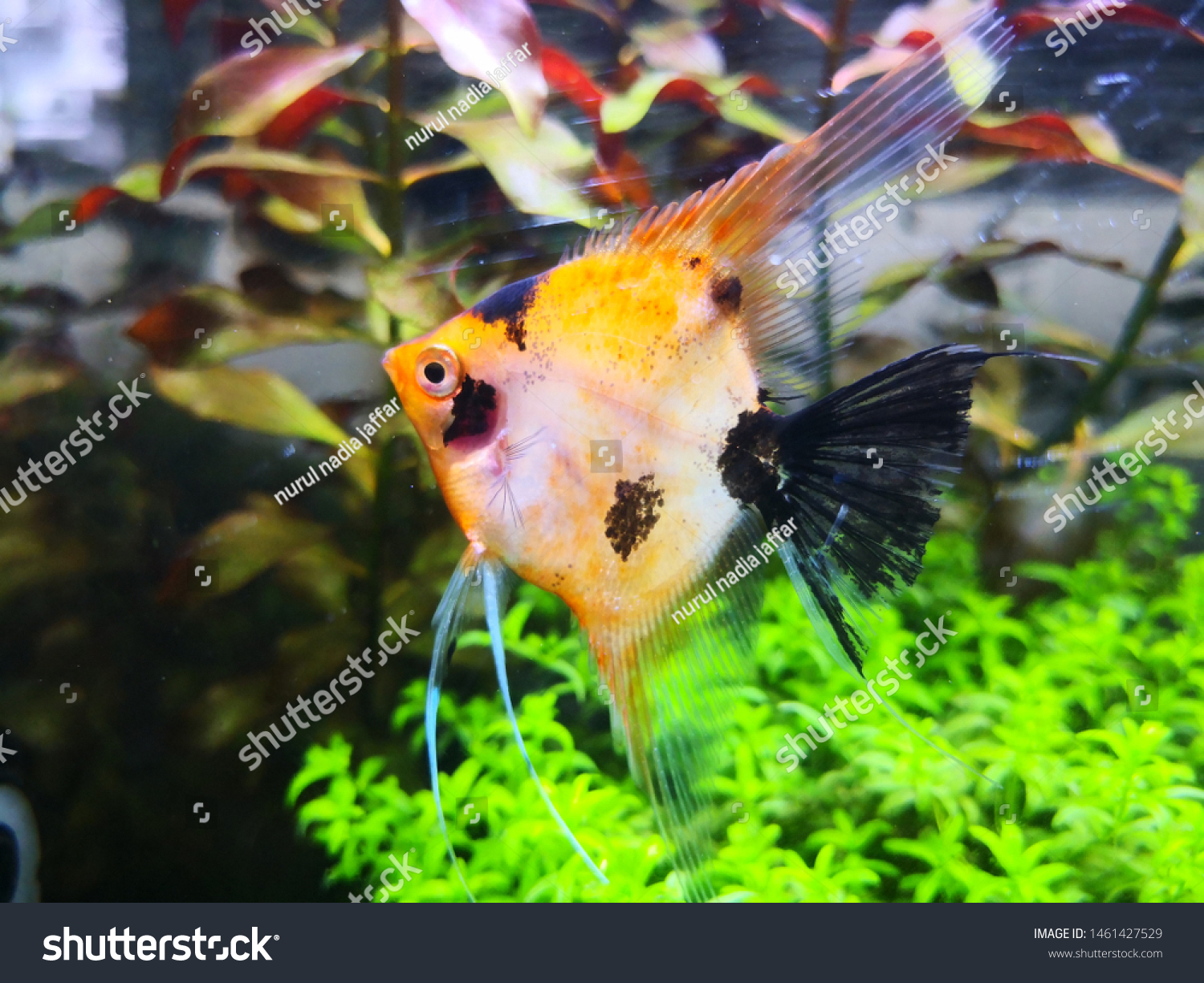 Various Types Ornamental Fish Fish Shops Stock Photo (Edit Now) 1461427529