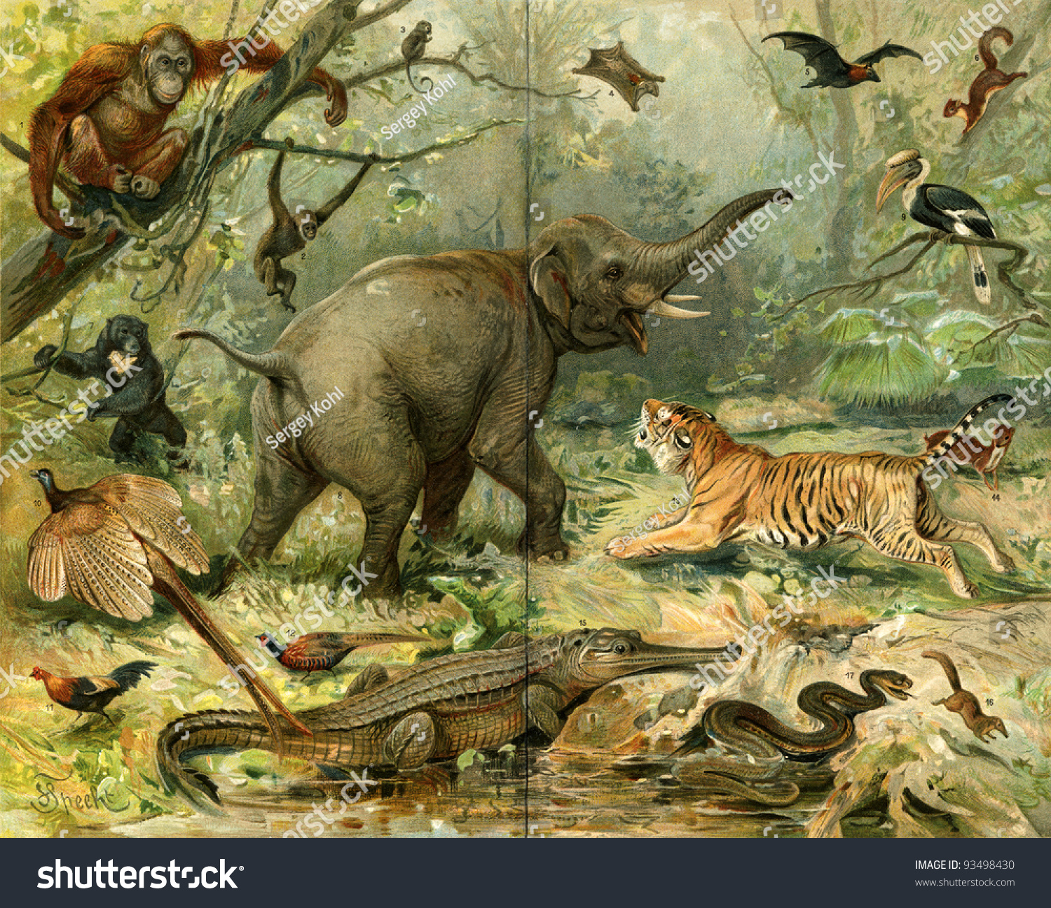 Various Wild Animals South East Asia. Publication Of The Book 