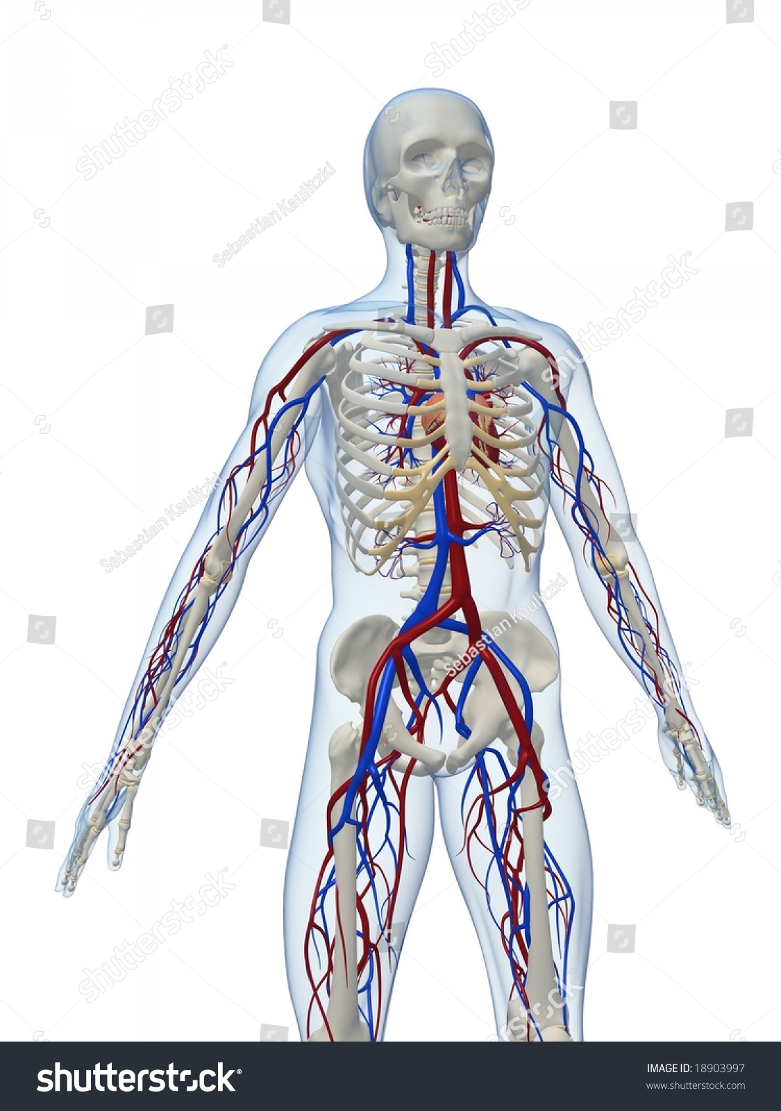 Vascular System Stock Photo 18903997 : Shutterstock