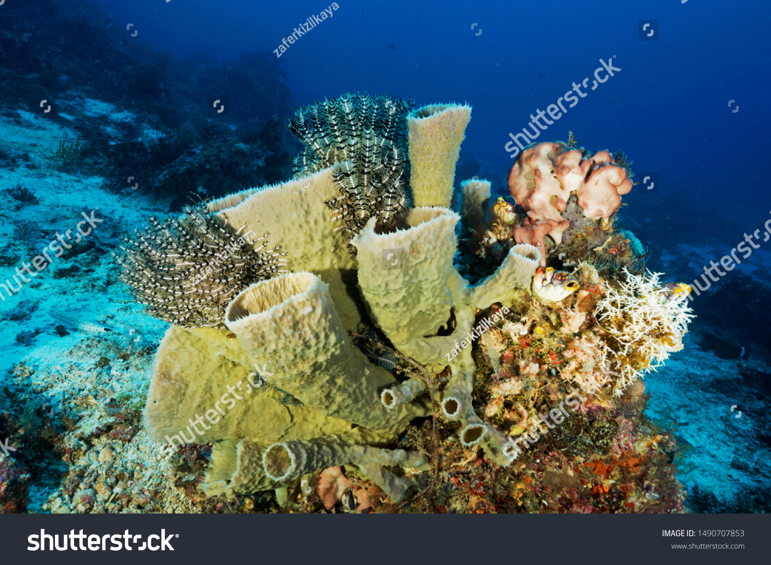 Vase Sponges Cribrochalina Olemda Raja Ampat Stock Photo Edit Now