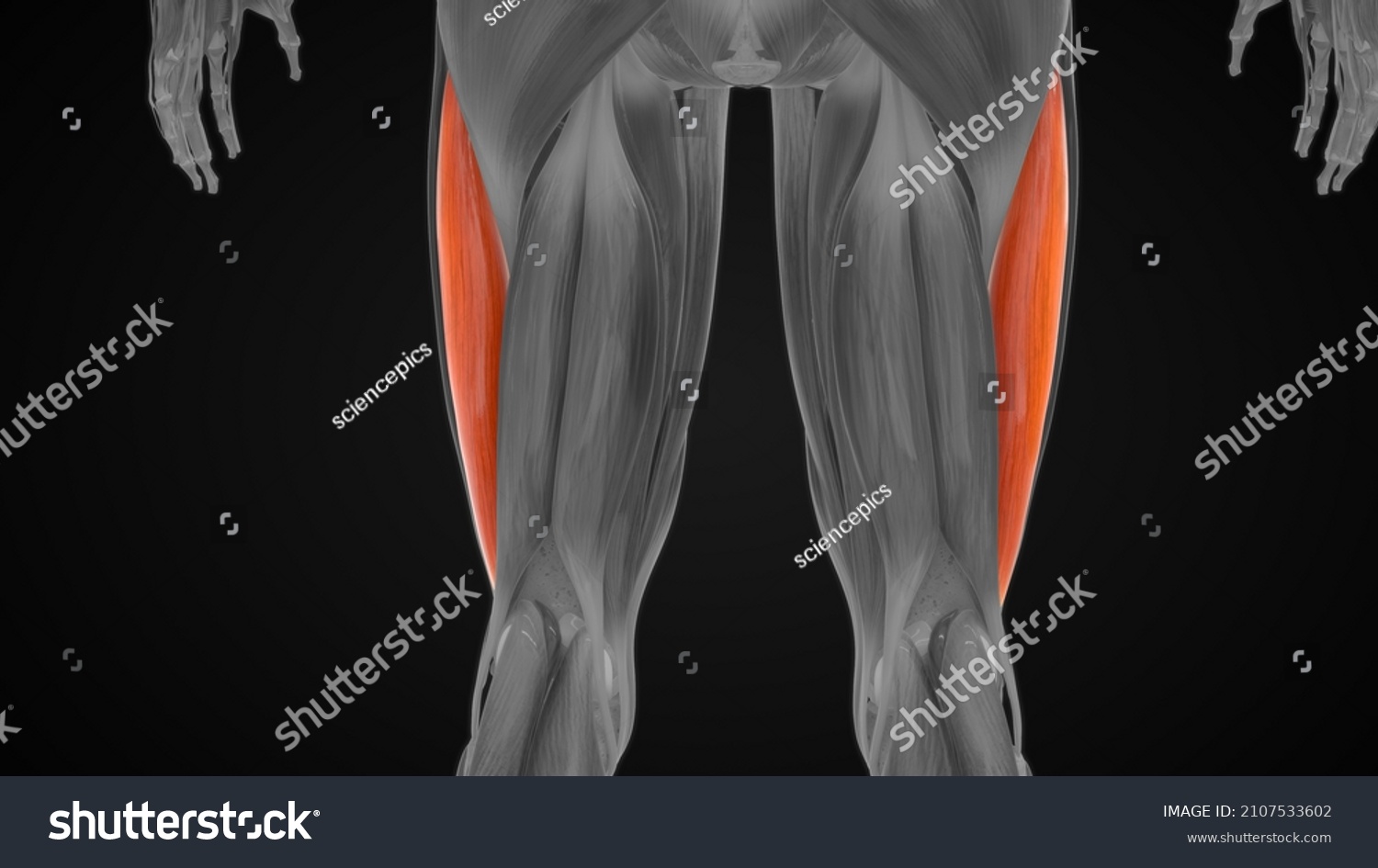 Vastus Lateralis Muscle Anatomy 3d Illustration: ภาพประกอบสต็อก 2107533602