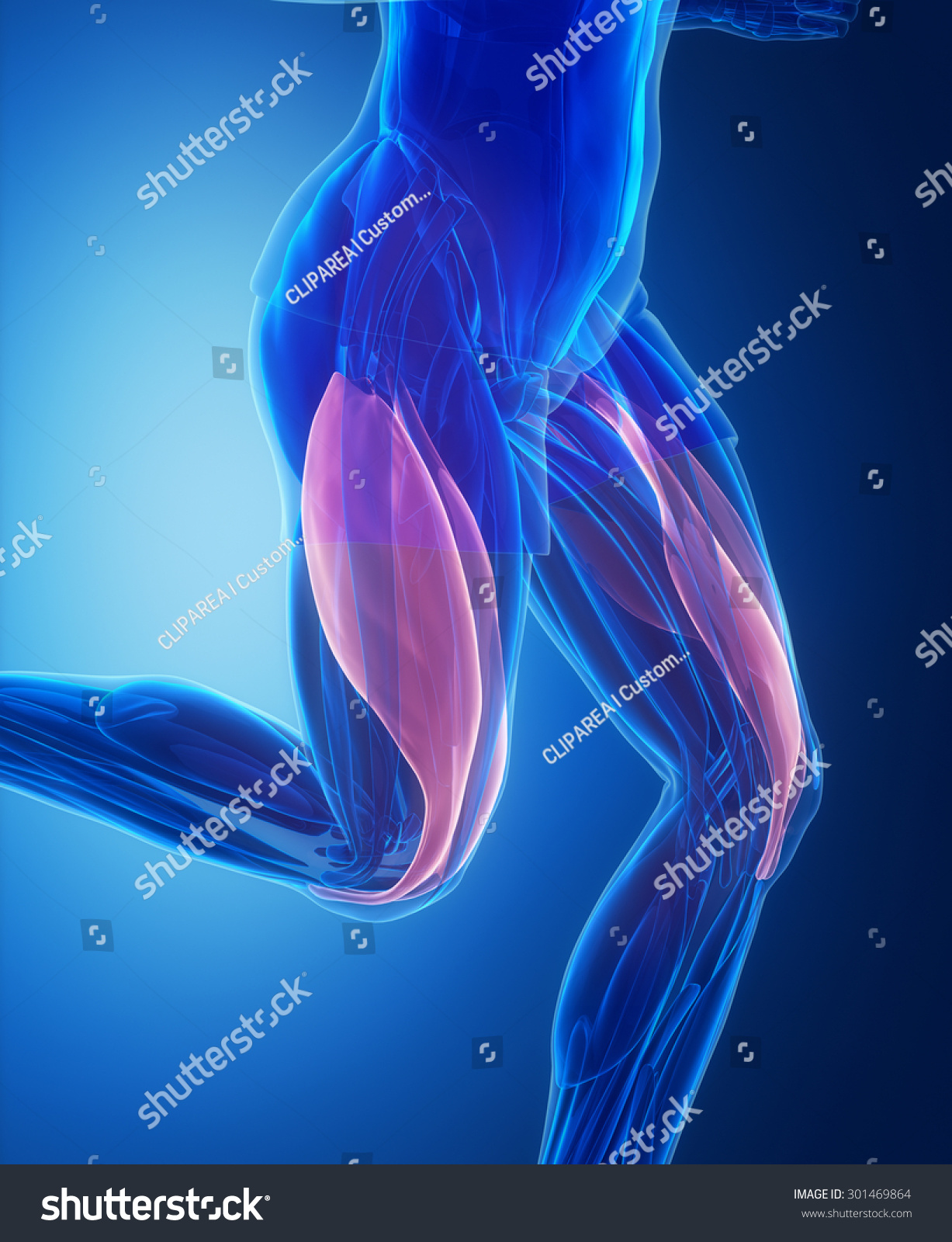 Vastus Medialis Lateralis Human Muscle Anatomy Stock Illustration ...