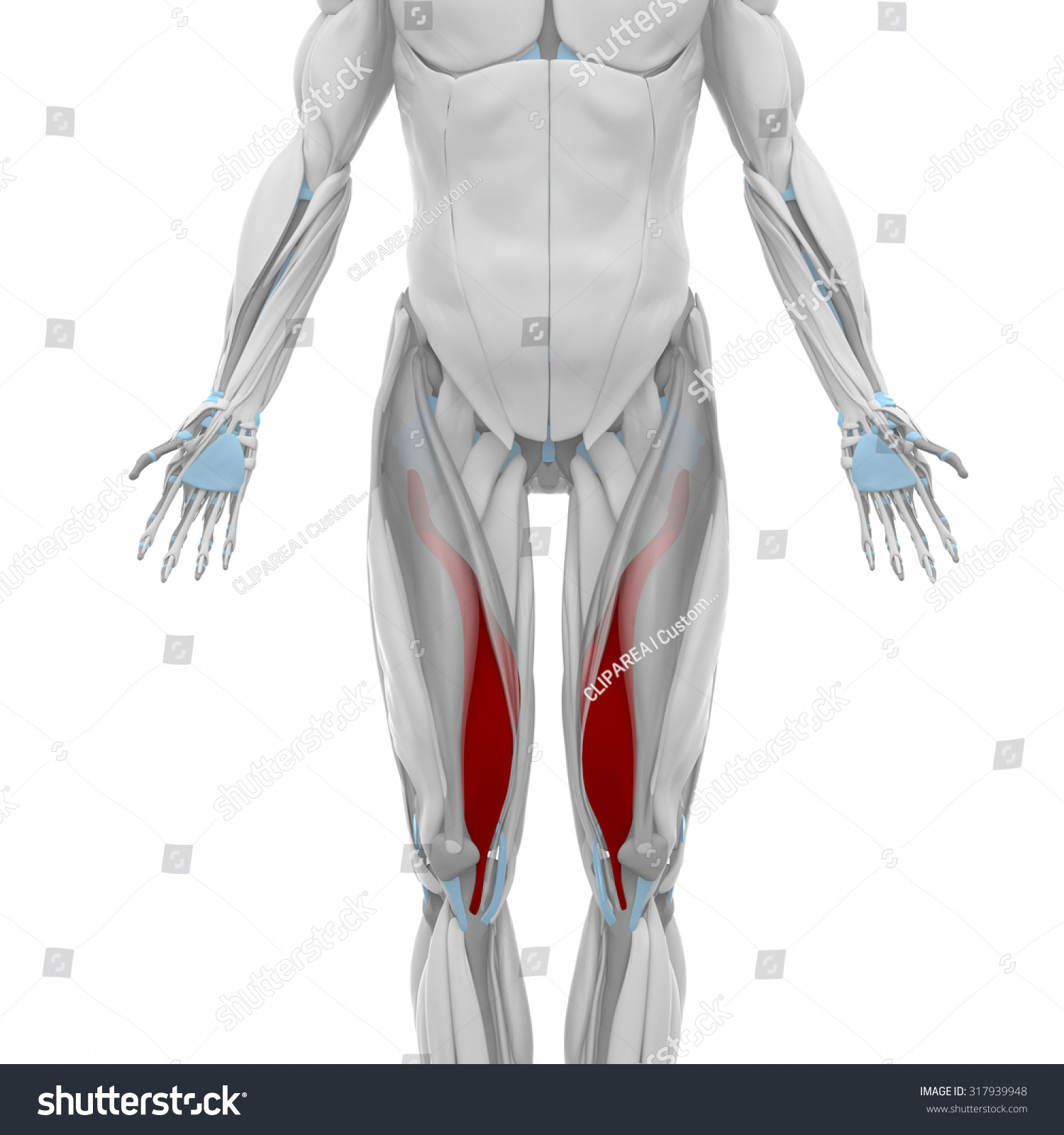 Vastus Medialis Muscles Anatomy Map Stock Illustration 317939948 ...