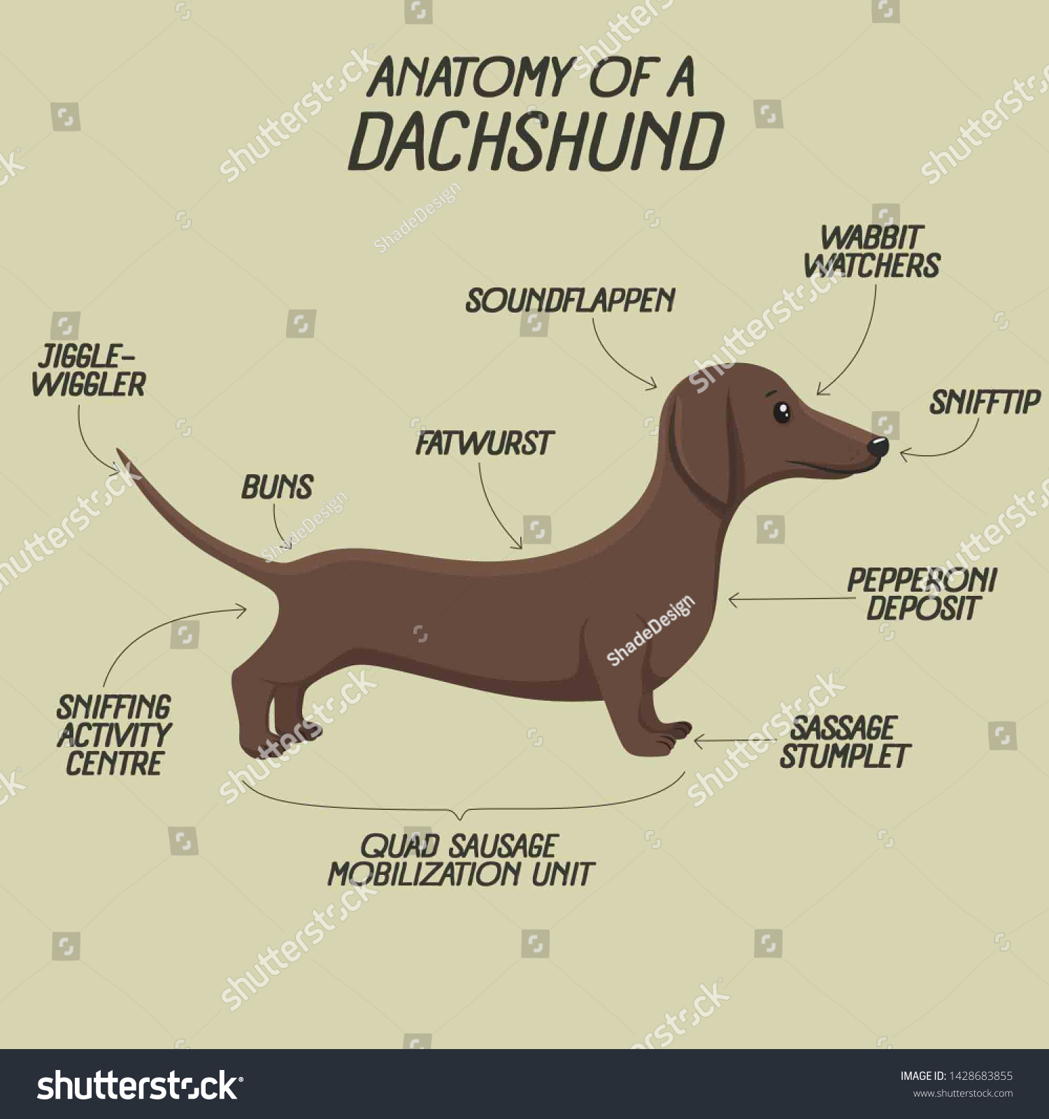 Dachshund_dog_anatomy_clipart Images, Stock Photos & Vectors Shutterstock