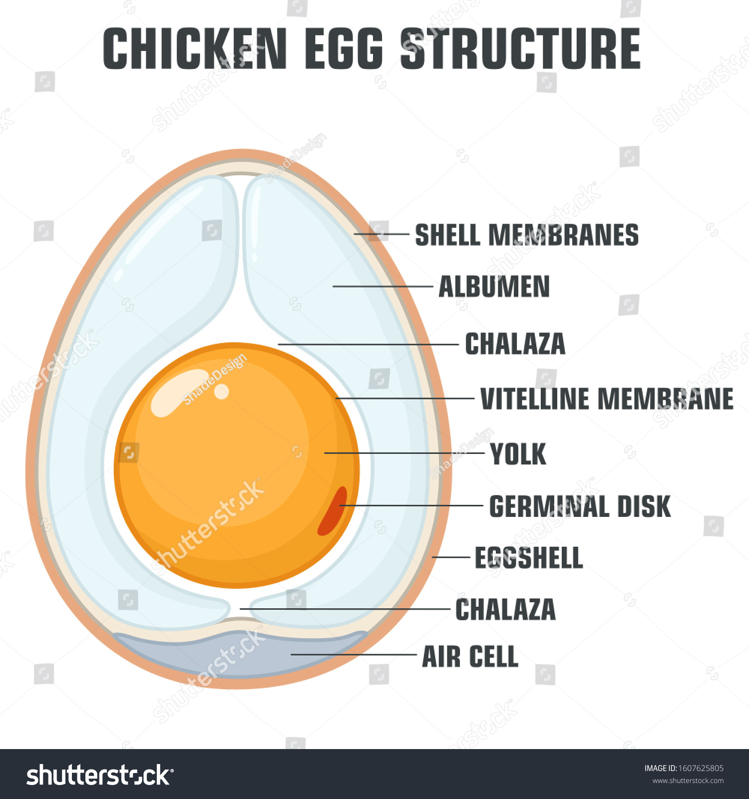 276 Chicken egg membrane Images, Stock Photos & Vectors | Shutterstock