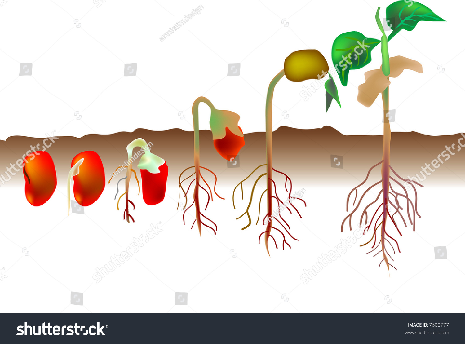 Vector Illustration Growing Process Red Seed Stock Illustration 7600777 ...