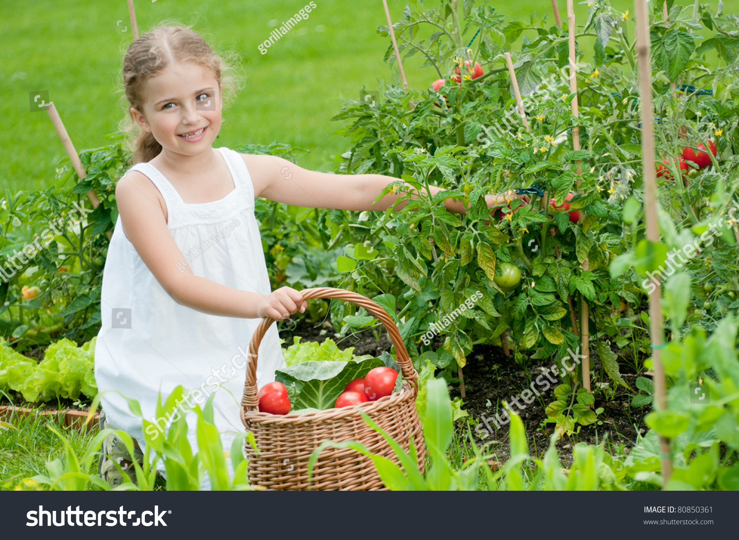 Vegetable Garden Little Girl Picking Ripe Stock Photo 80850361 ...