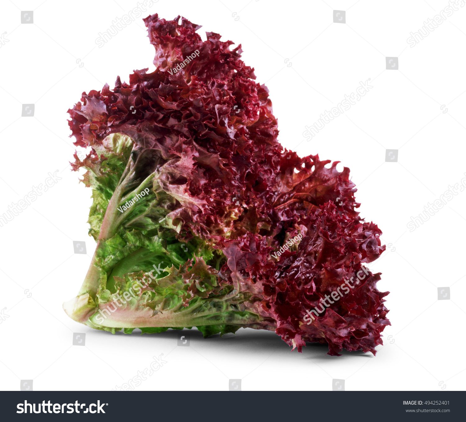 2 058 Lollo Rosso Bilder Stockfotos Und Vektorgrafiken Shutterstock