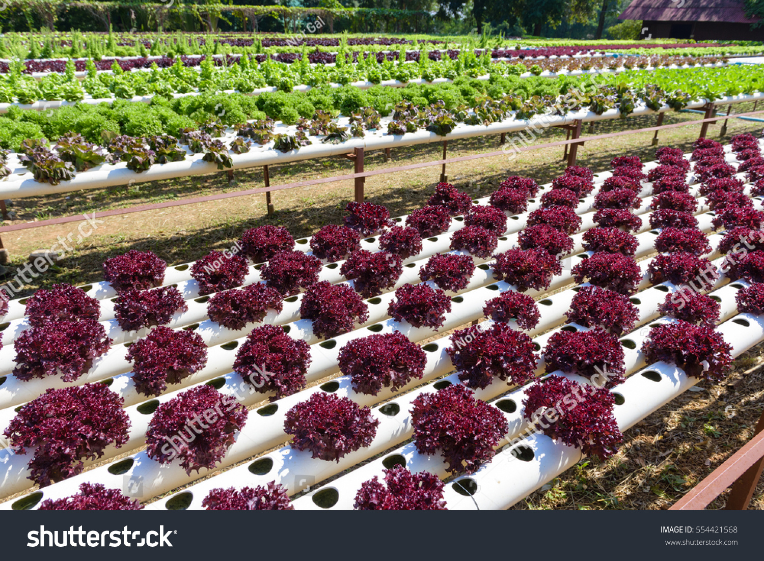 Vegetables Growing Hydroponic Gardening System Hydroponic Stock Photo