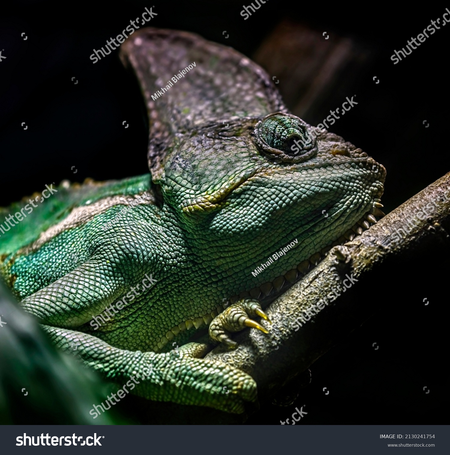 Veiled Chameleon Yemen Helmeted Chameleon Latin Stock Photo 2130241754