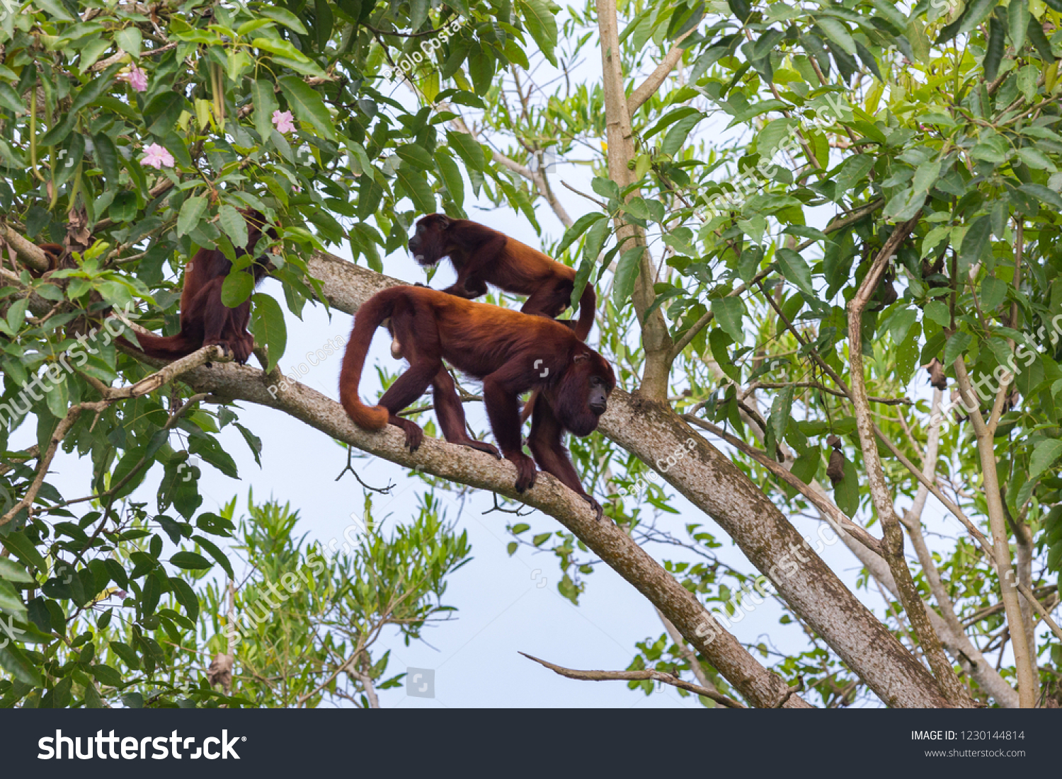 ベネズエラのツリアのコンカ川沿いの木の上にあるベネズエラの赤い遠吠え アロアッタ セニクルス の写真素材 今すぐ編集