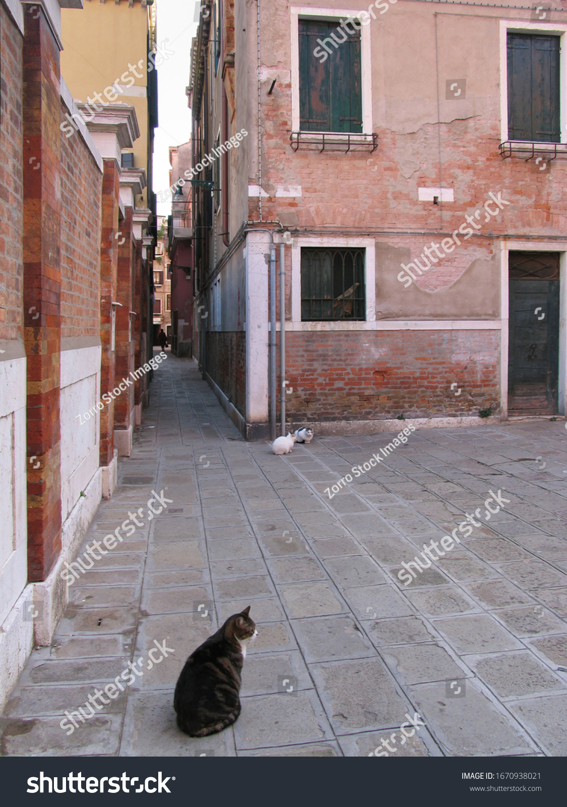 Venice Italy Cats Roam Empty Venice Stock Photo Edit Now