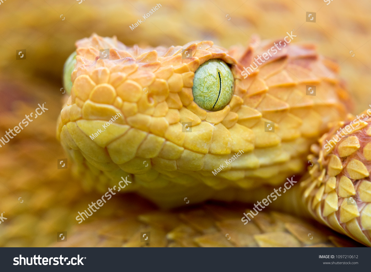 Venomous Bush Viper Snake Atheris Squamigera Stock Photo 1097210612 ...