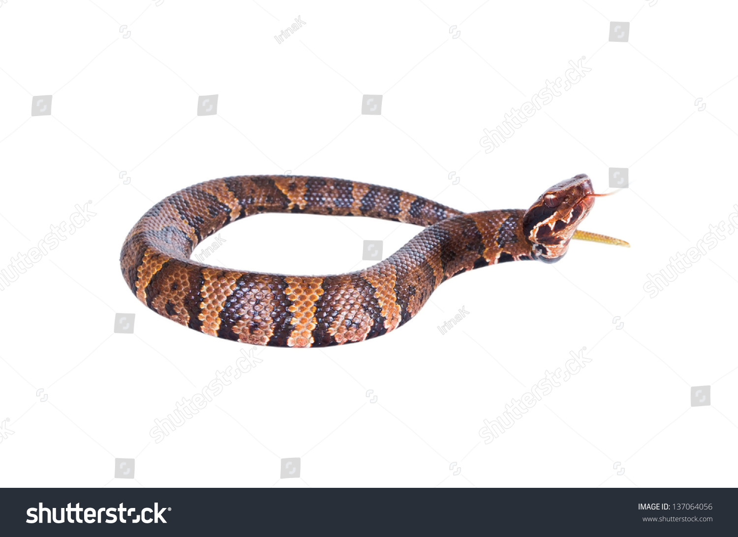 Venomous Snake American Copperhead (Agkistrodon Contortrix) Stuck Out ...