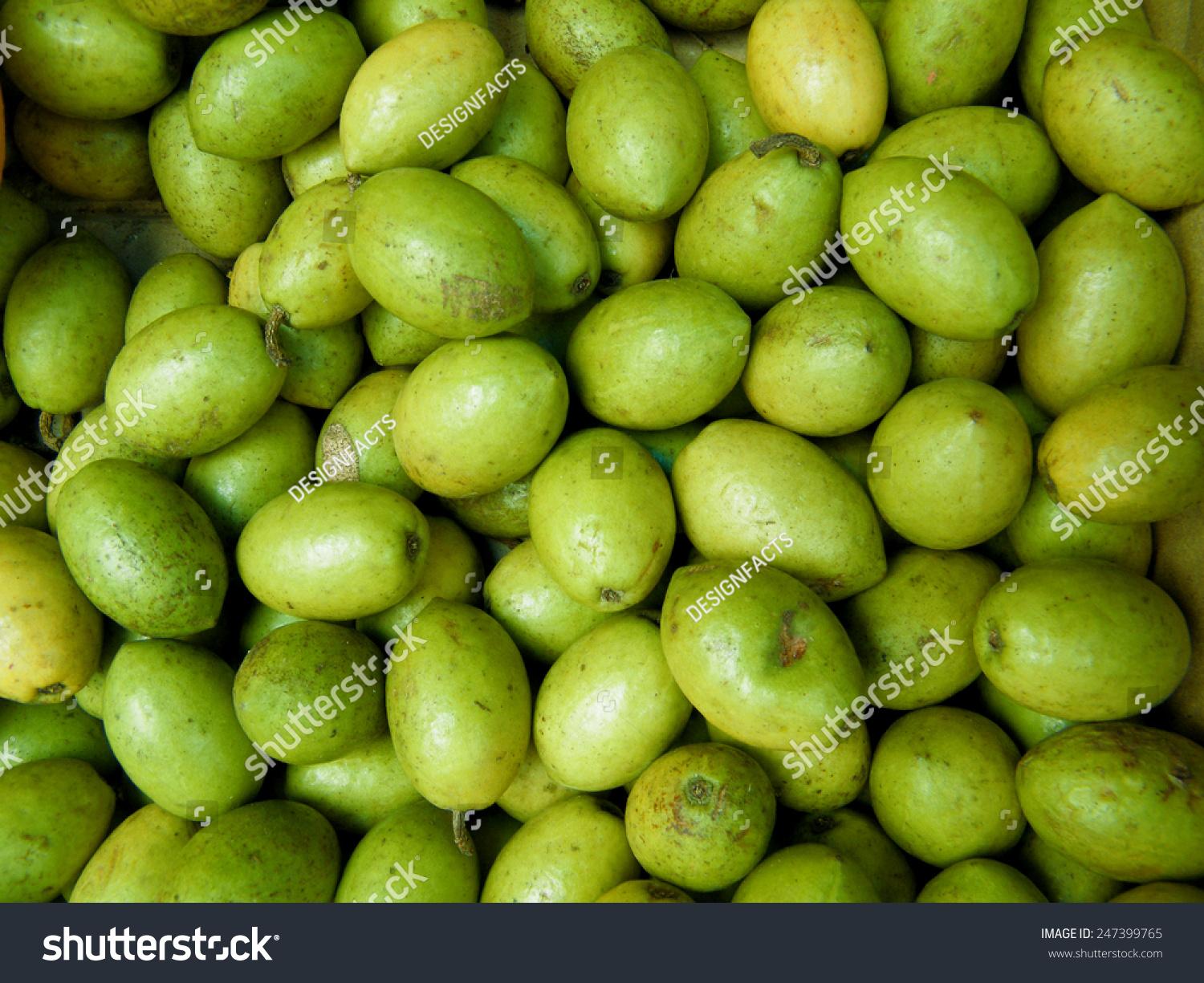 Veralu Tropical Fruit Ornamental Medium Sized Stock Photo 247399765 ...